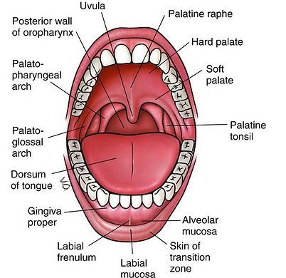 the longitudinal view of the lip, mouth, and throat - body structures where oral cancer can occur
