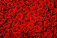 Texture_Roses_Many_Red_541091_1280x853.j