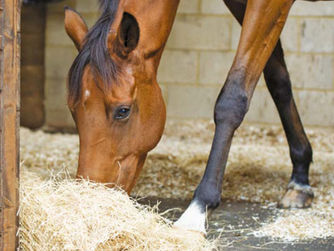 DOES EATING FROM A HAYNET CAUSE BACK PROBLEMS IN HORSES?