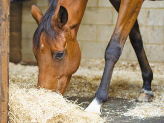 DOES EATING FROM A HAYNET CAUSE BACK PROBLEMS IN HORSES?