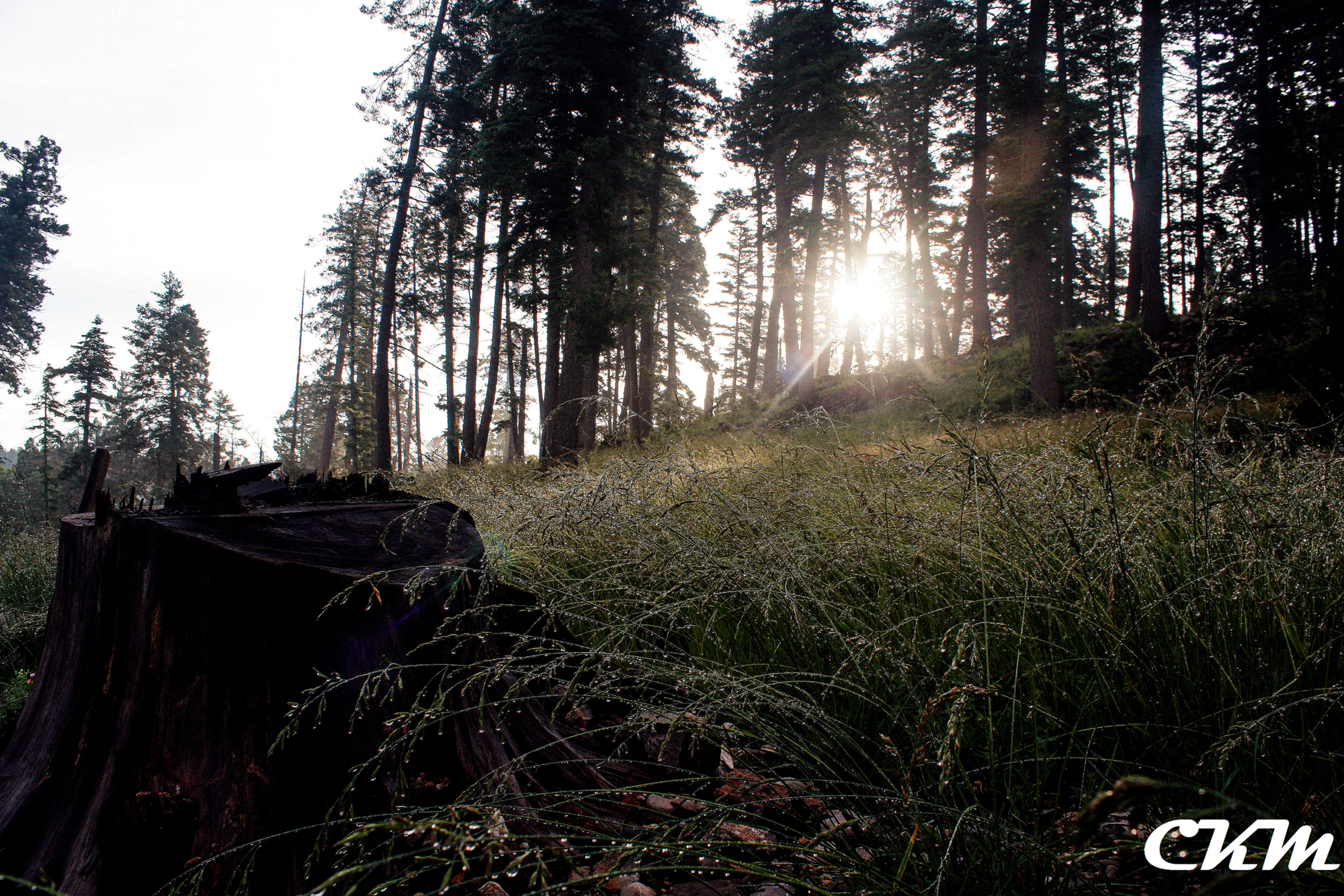 Dew Shine Photo Print