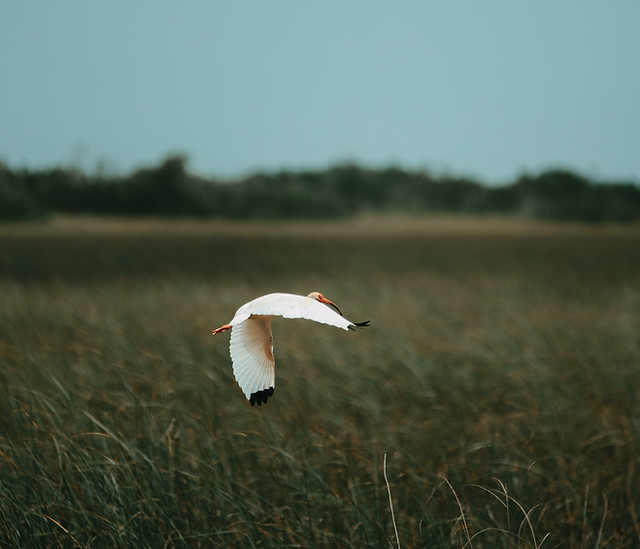 parsa-mahmoudi-wTsaSE-U7qY-unsplash.jpg
