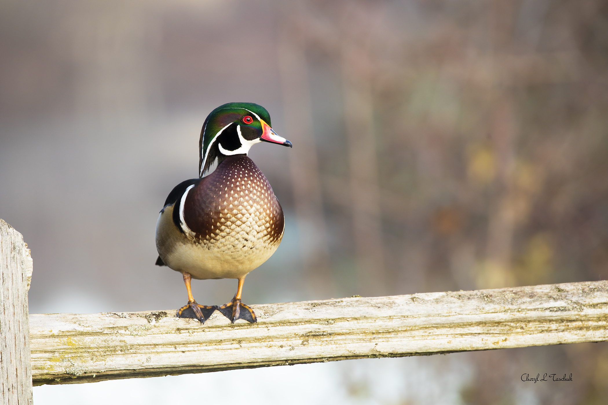 Wood Duck on Fence