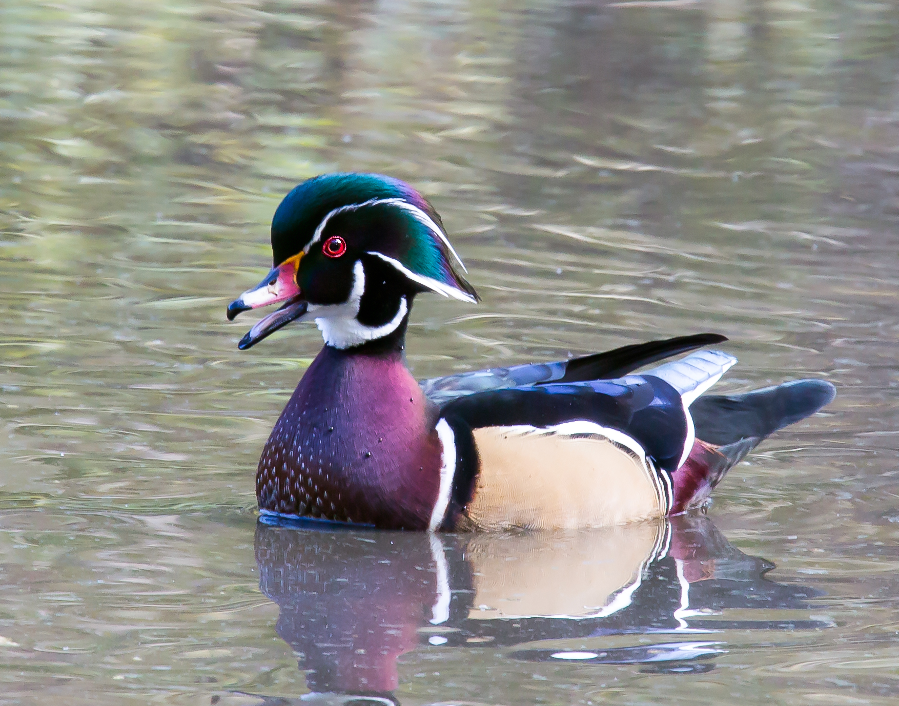 Wood Duck Swimming