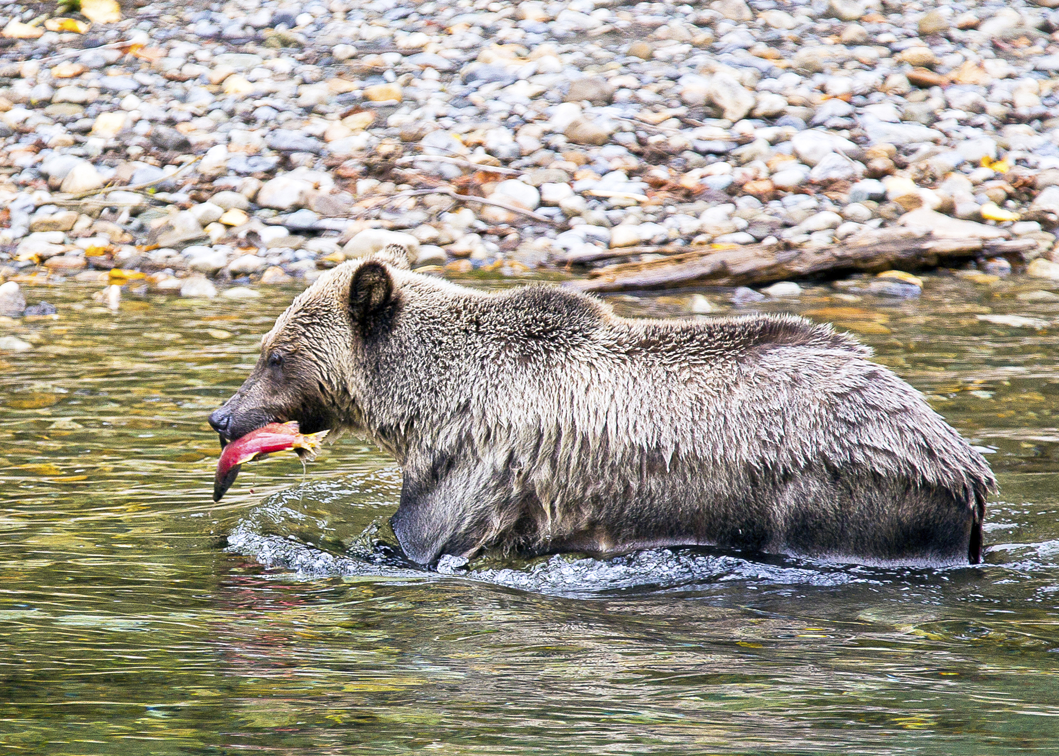 Grizzly with Dinner