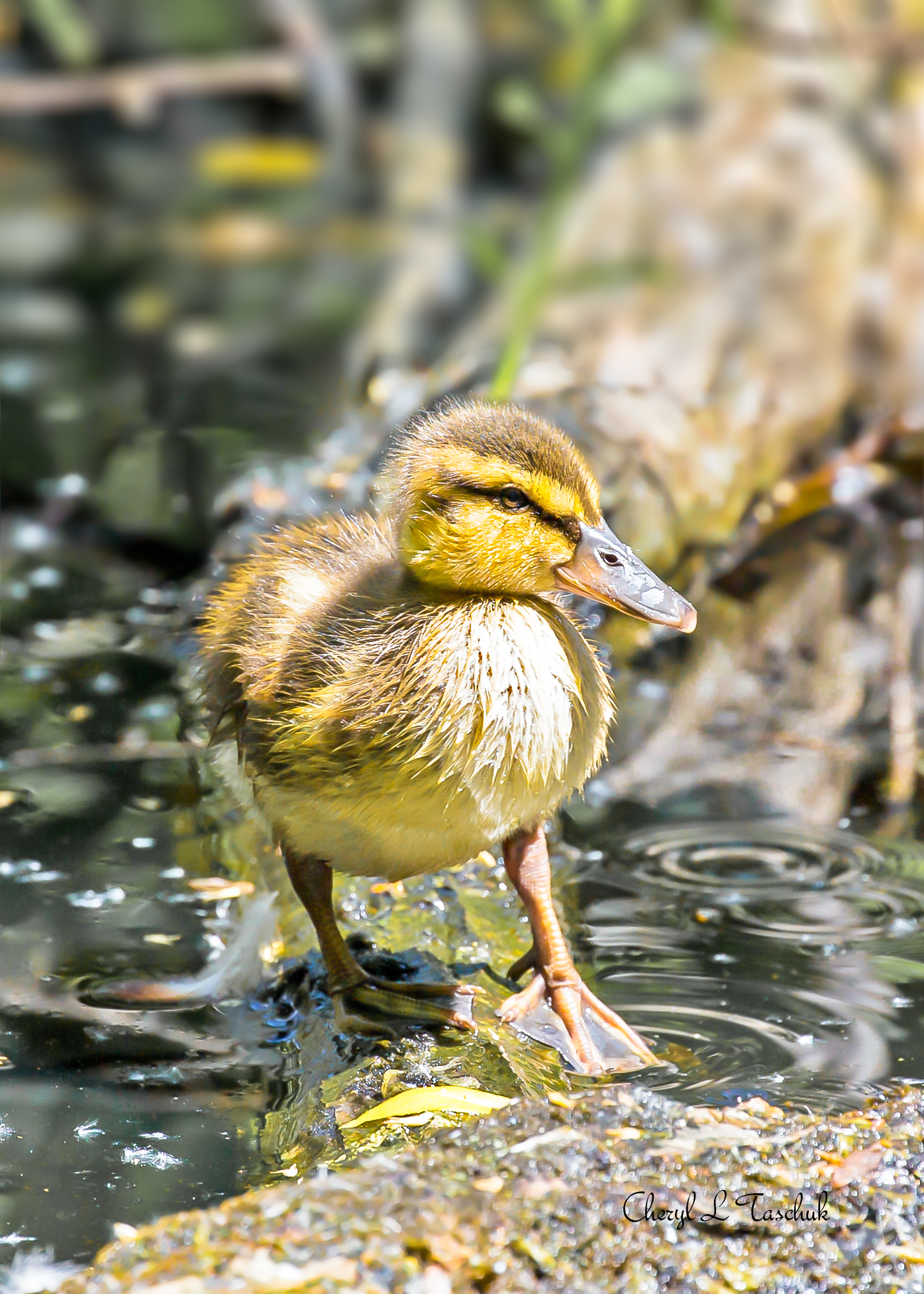 Mallard Duckling on Limb