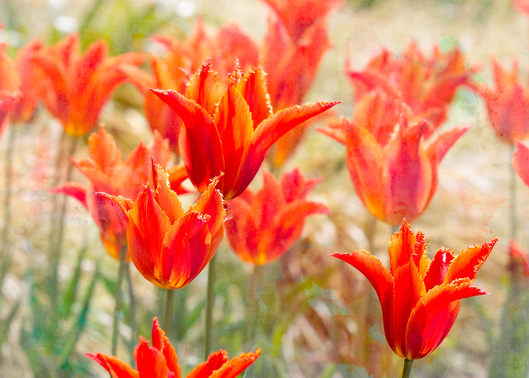 Orange Tulips