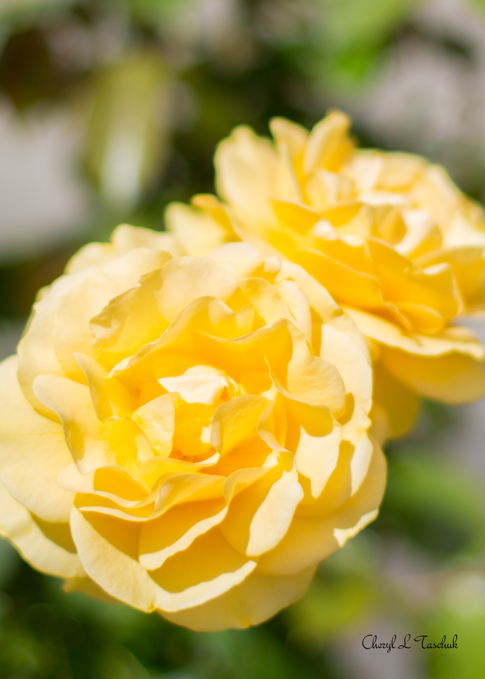 Yellow Rose