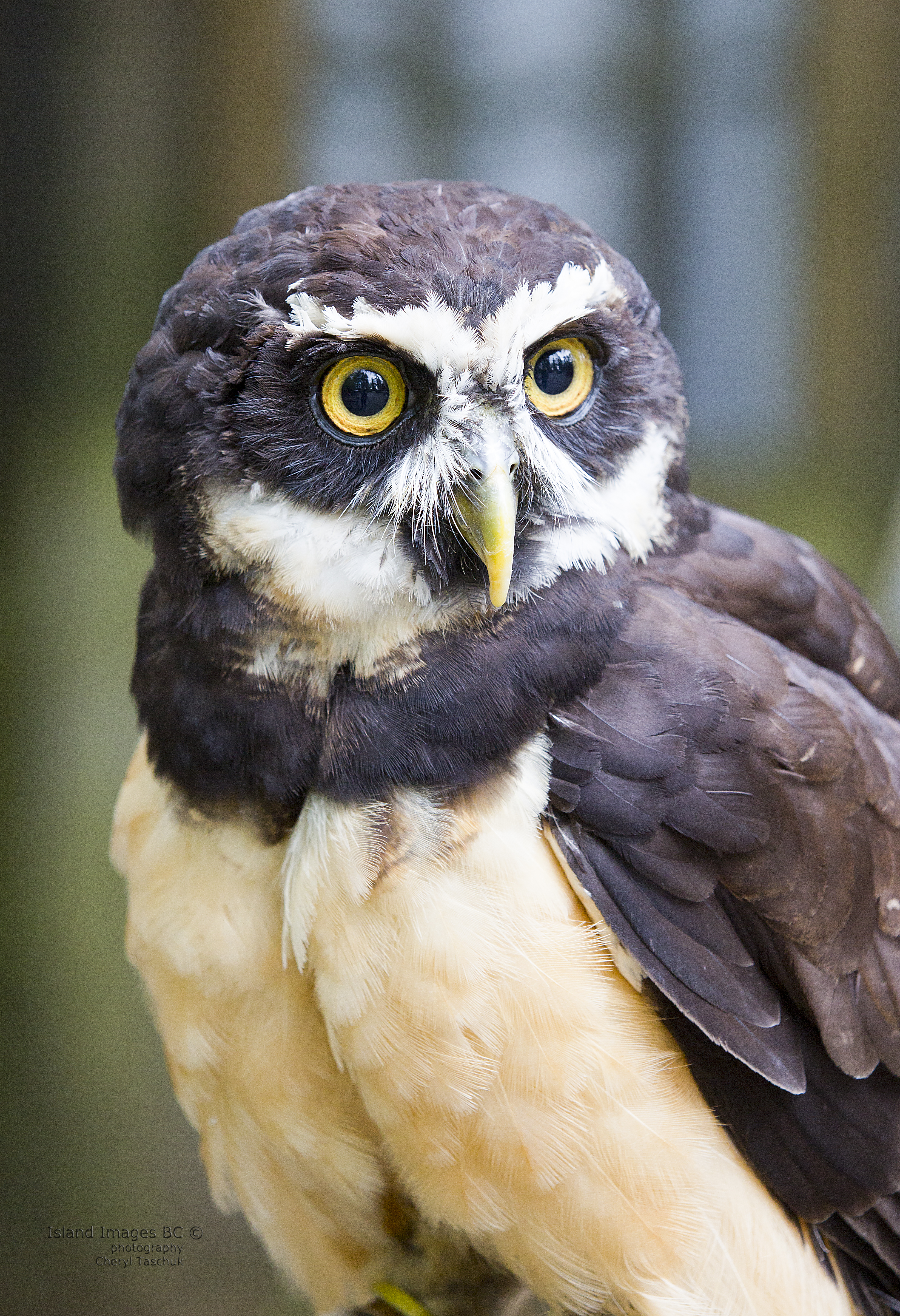 Spectacled Owl