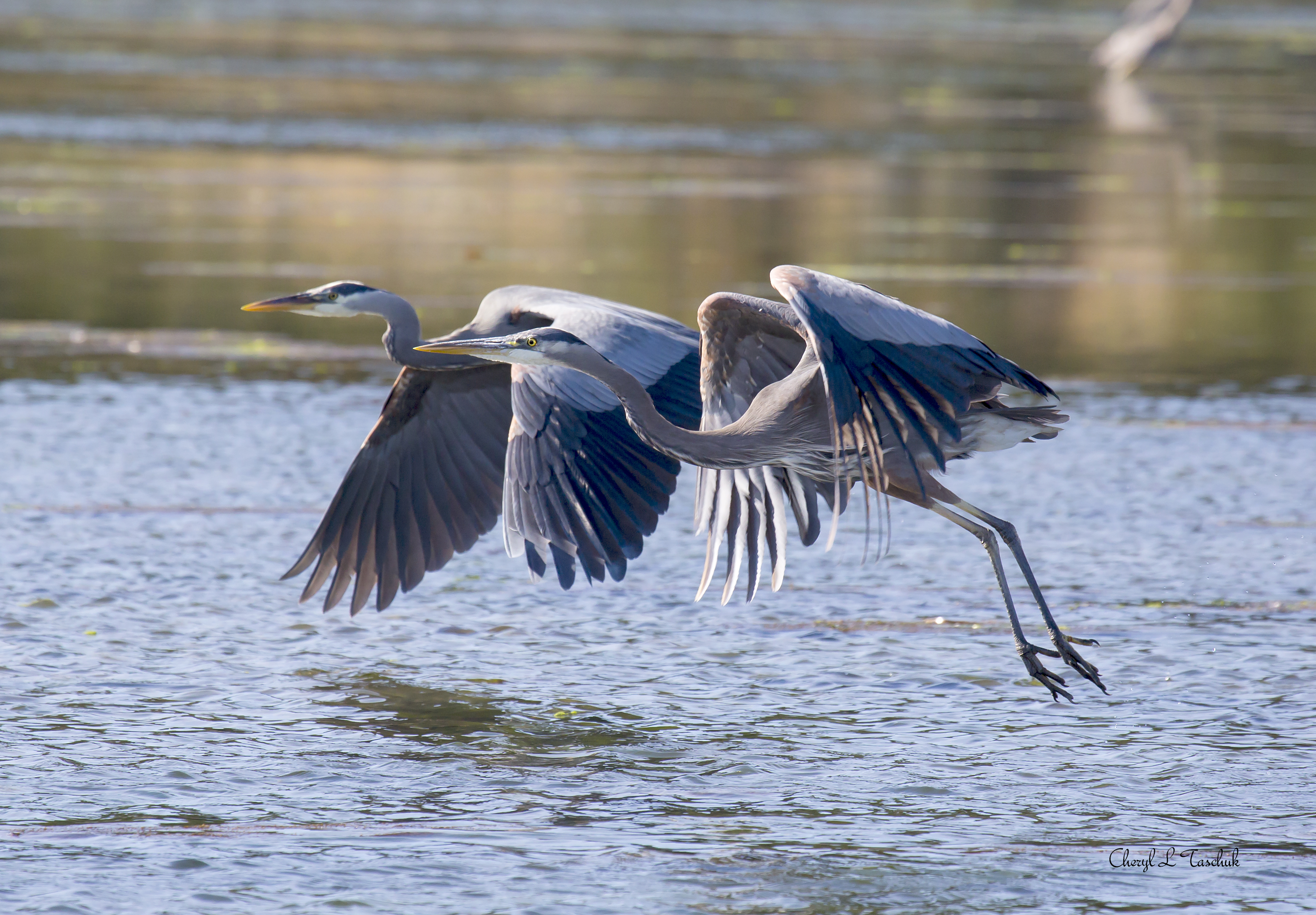 Herons, Pair Flying 2