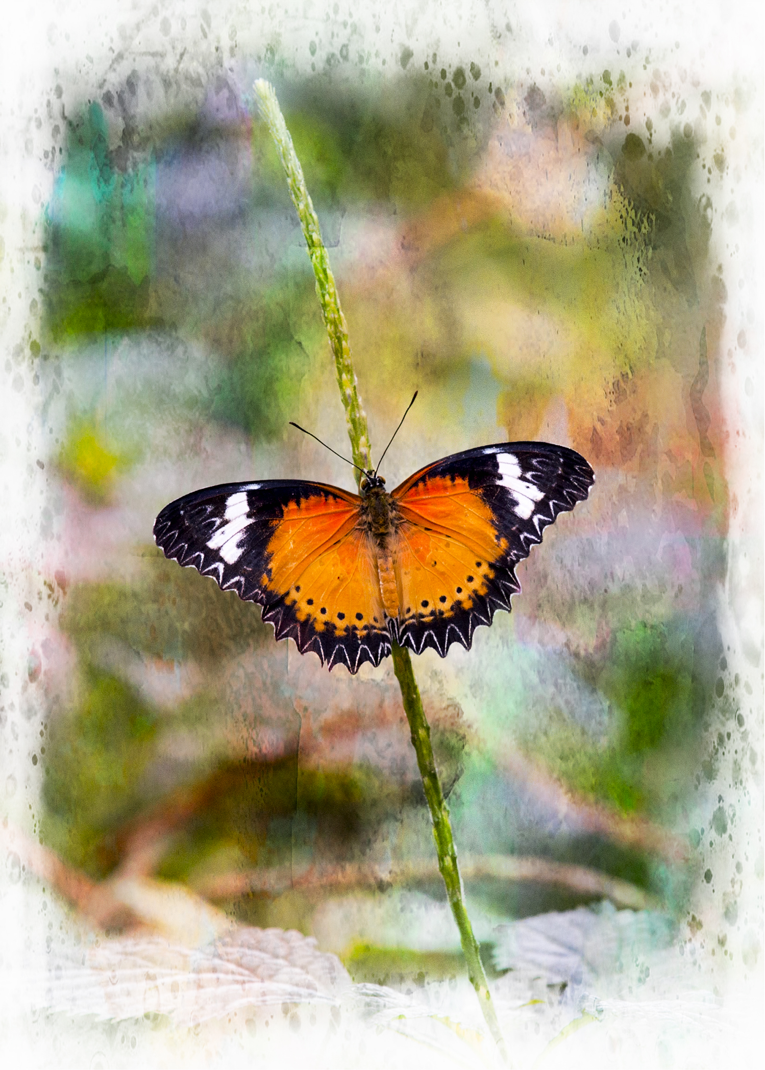 Butterfly on Branch