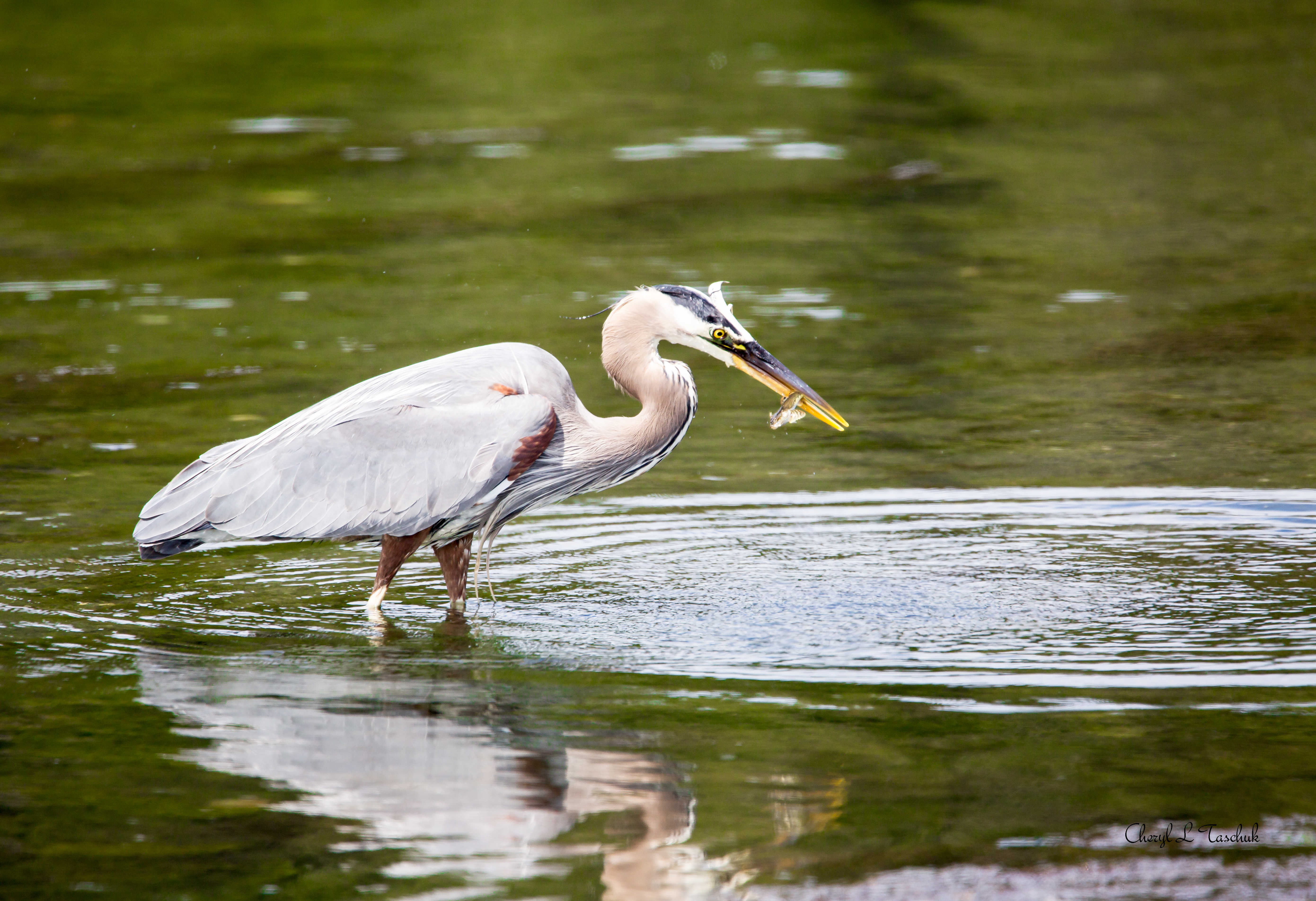 Heron Fishing