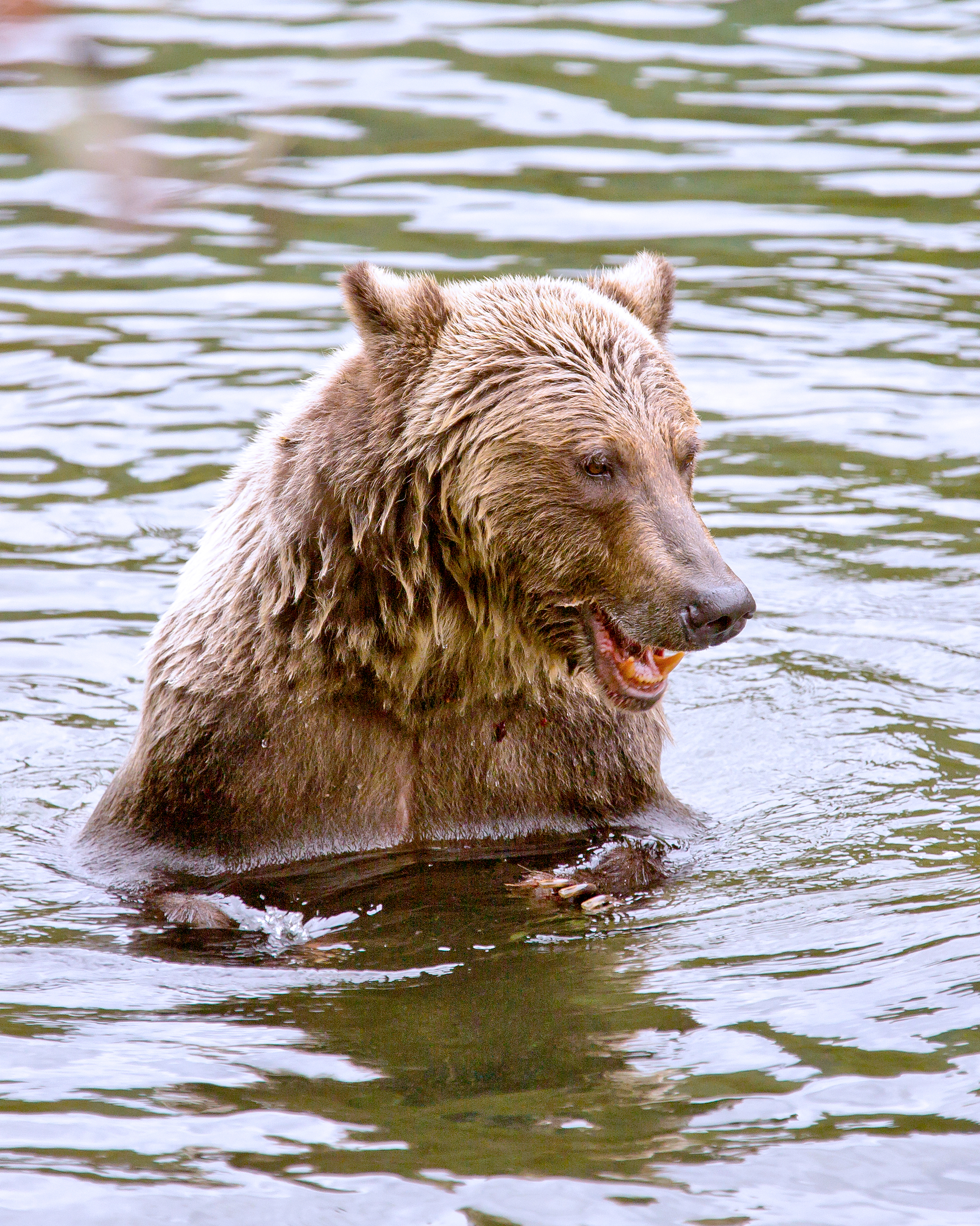 Grizzly Laughing
