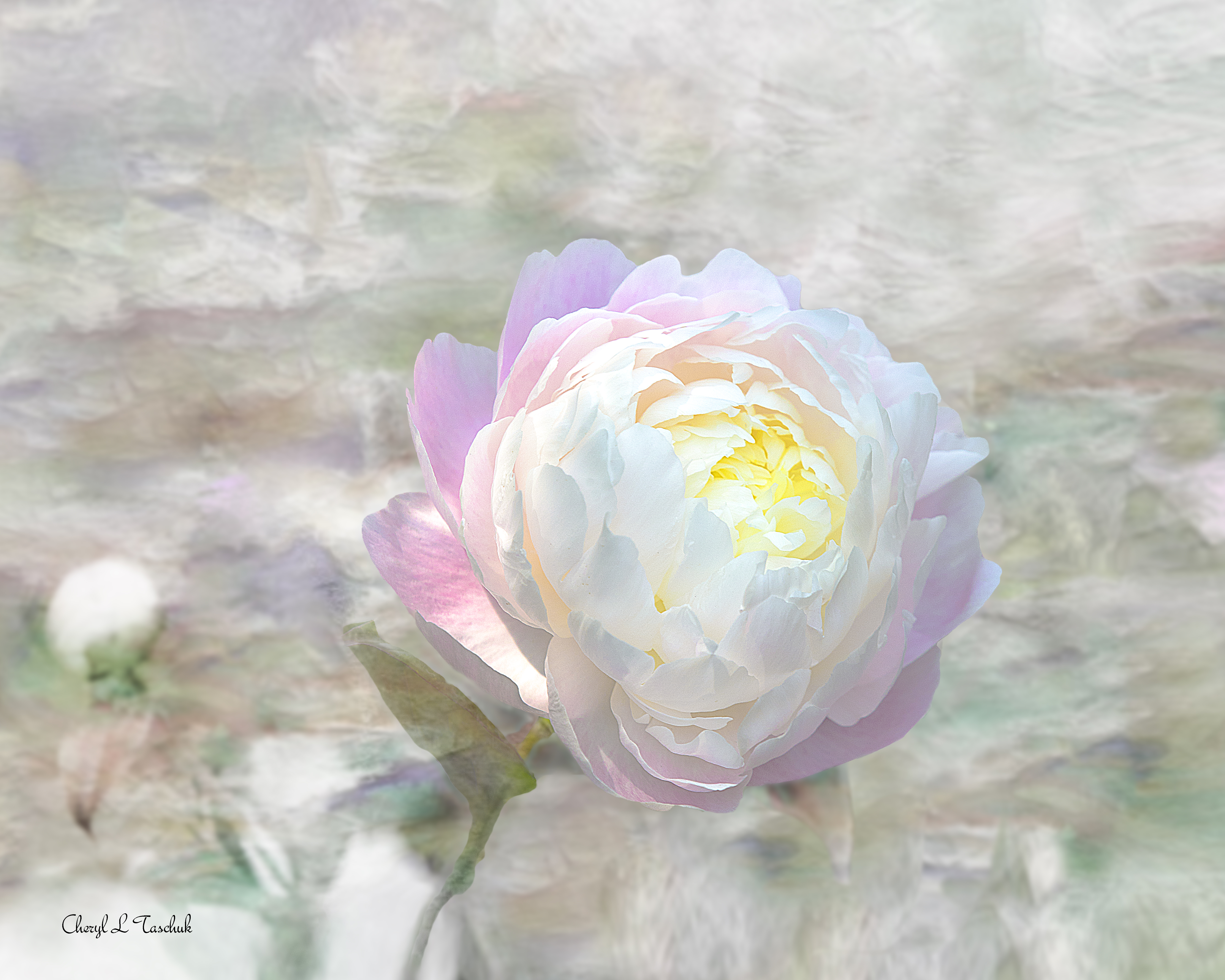 Peony-H