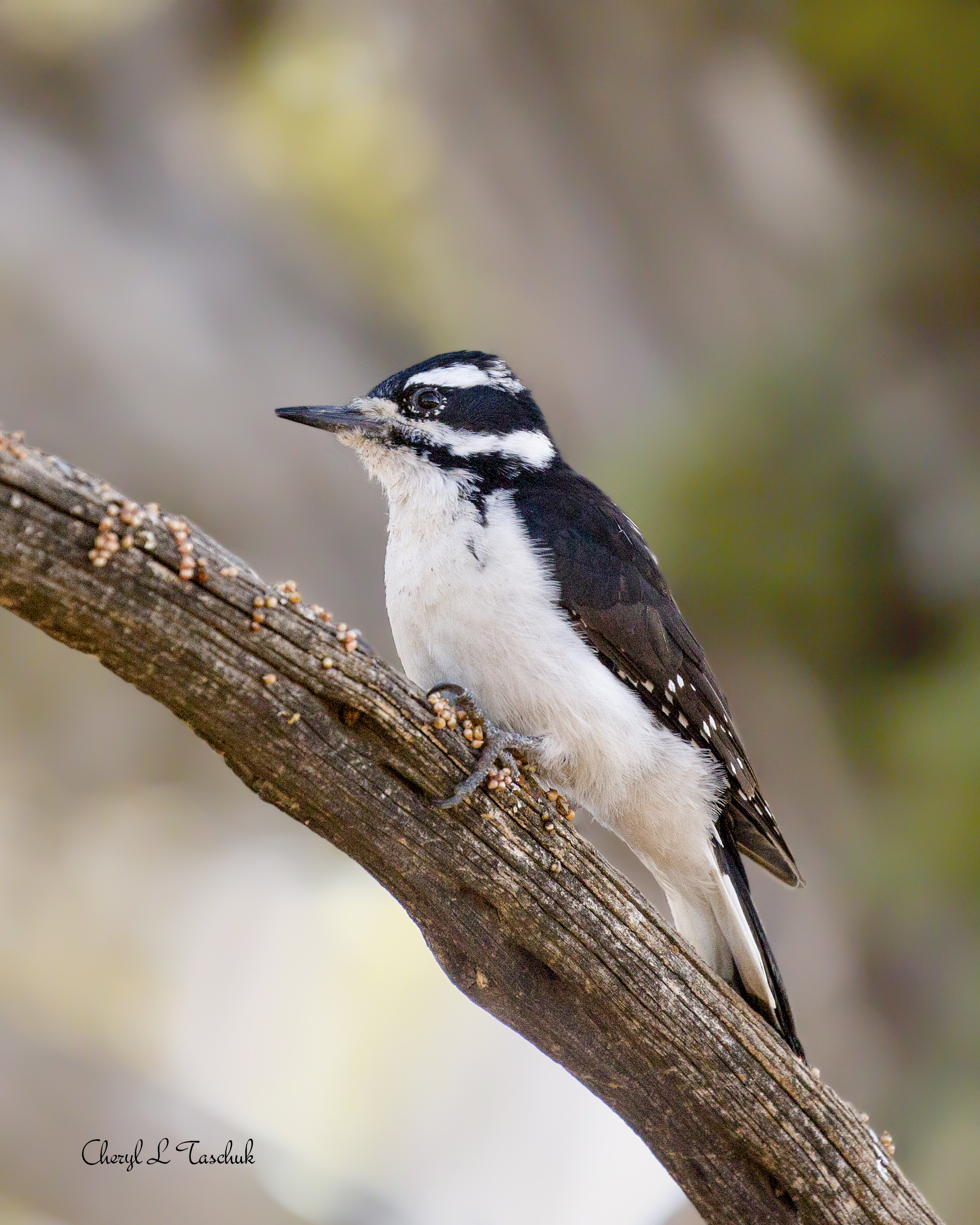Hairy Woodpecker n Tree