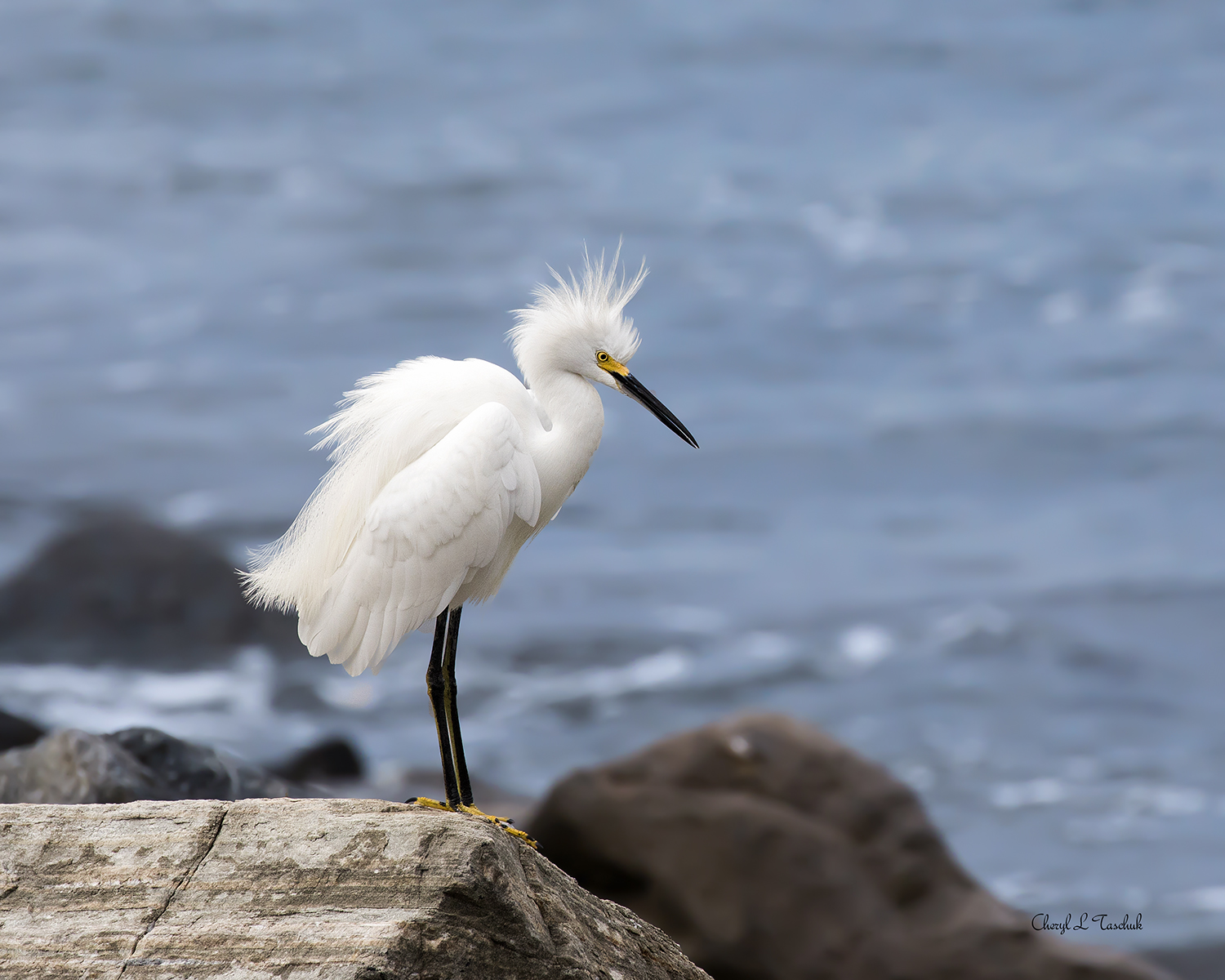 Egret on Rock