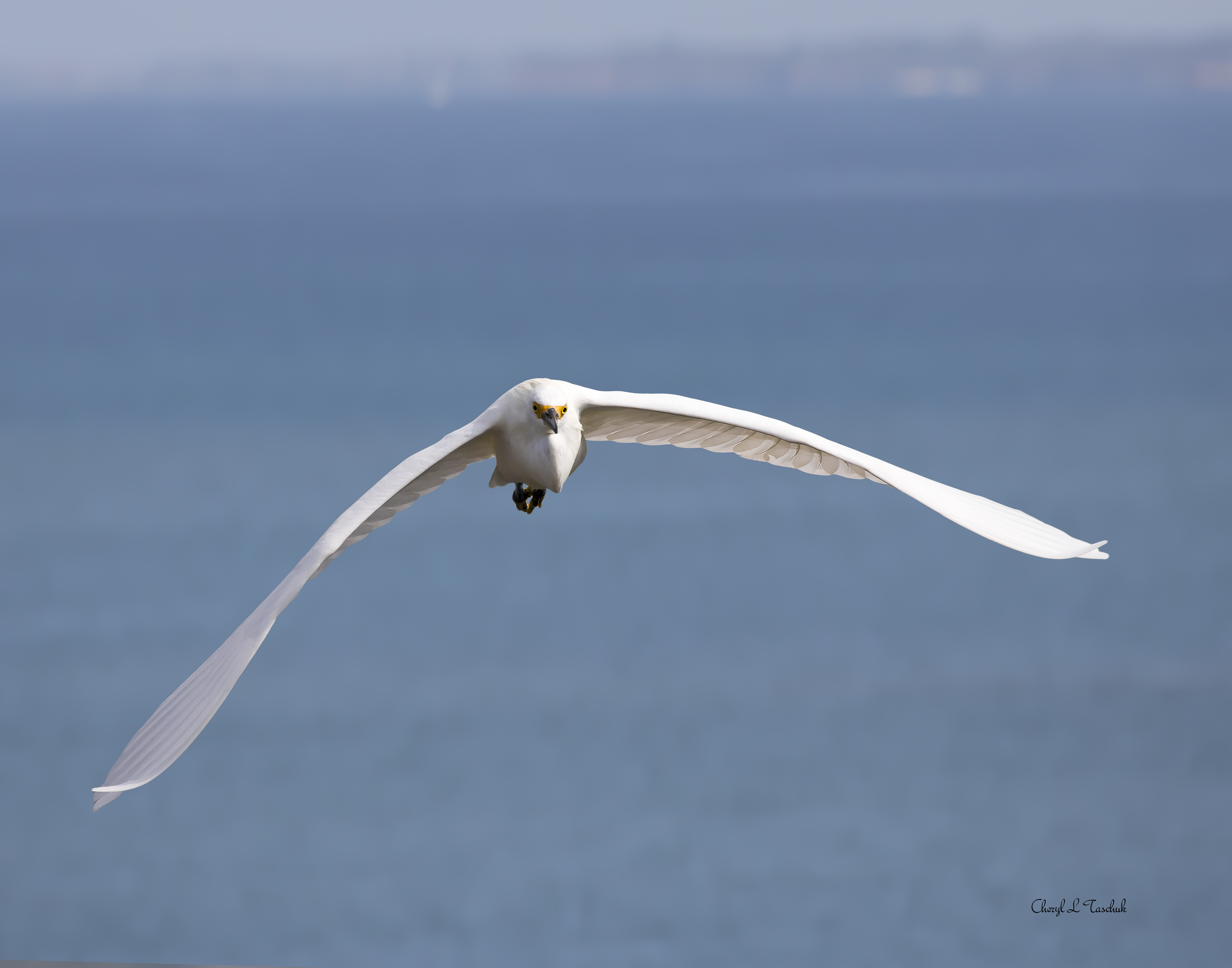 Egret in Flight 0861