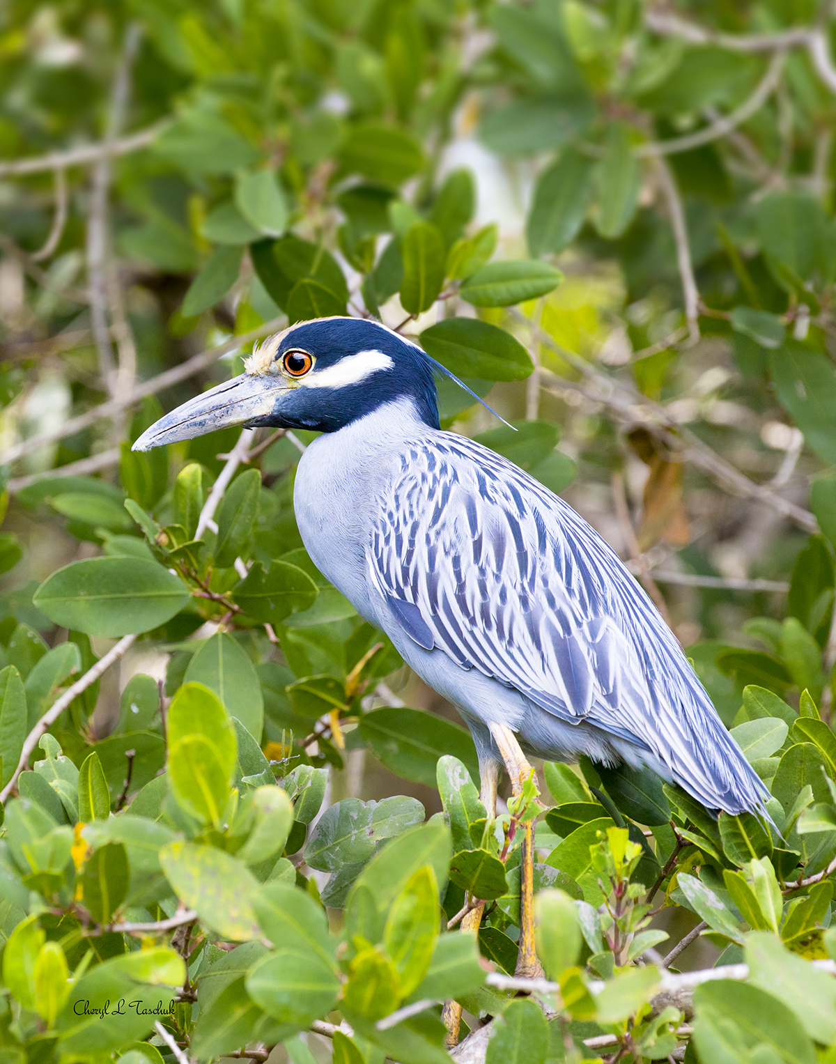 Yellow Crowned Night Heron