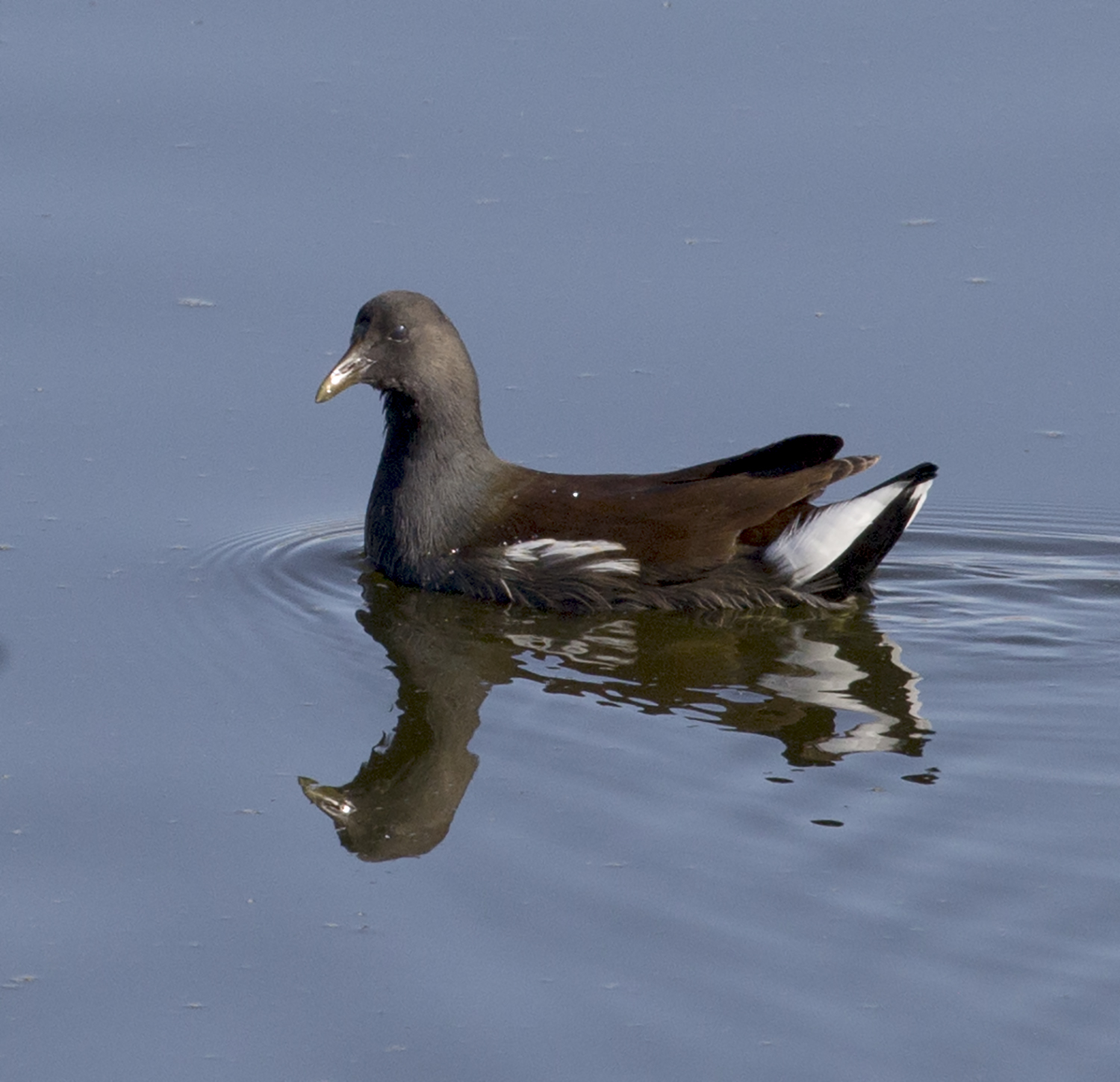 Common Gallinule