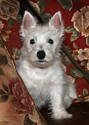 PP-West Highland Terrier-Web 018.jpg