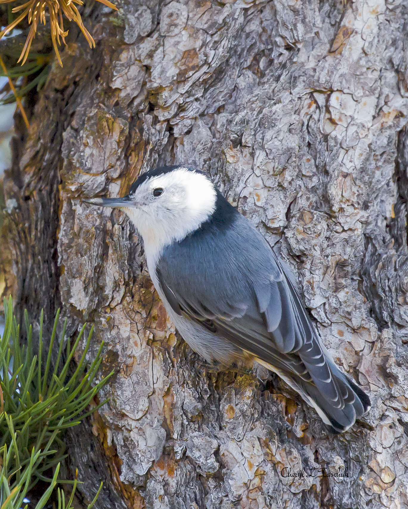 White Breasted Nuthatch