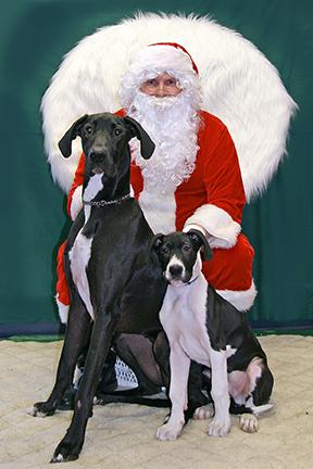 Christmas Fund Raiser-Great Dane/Pup