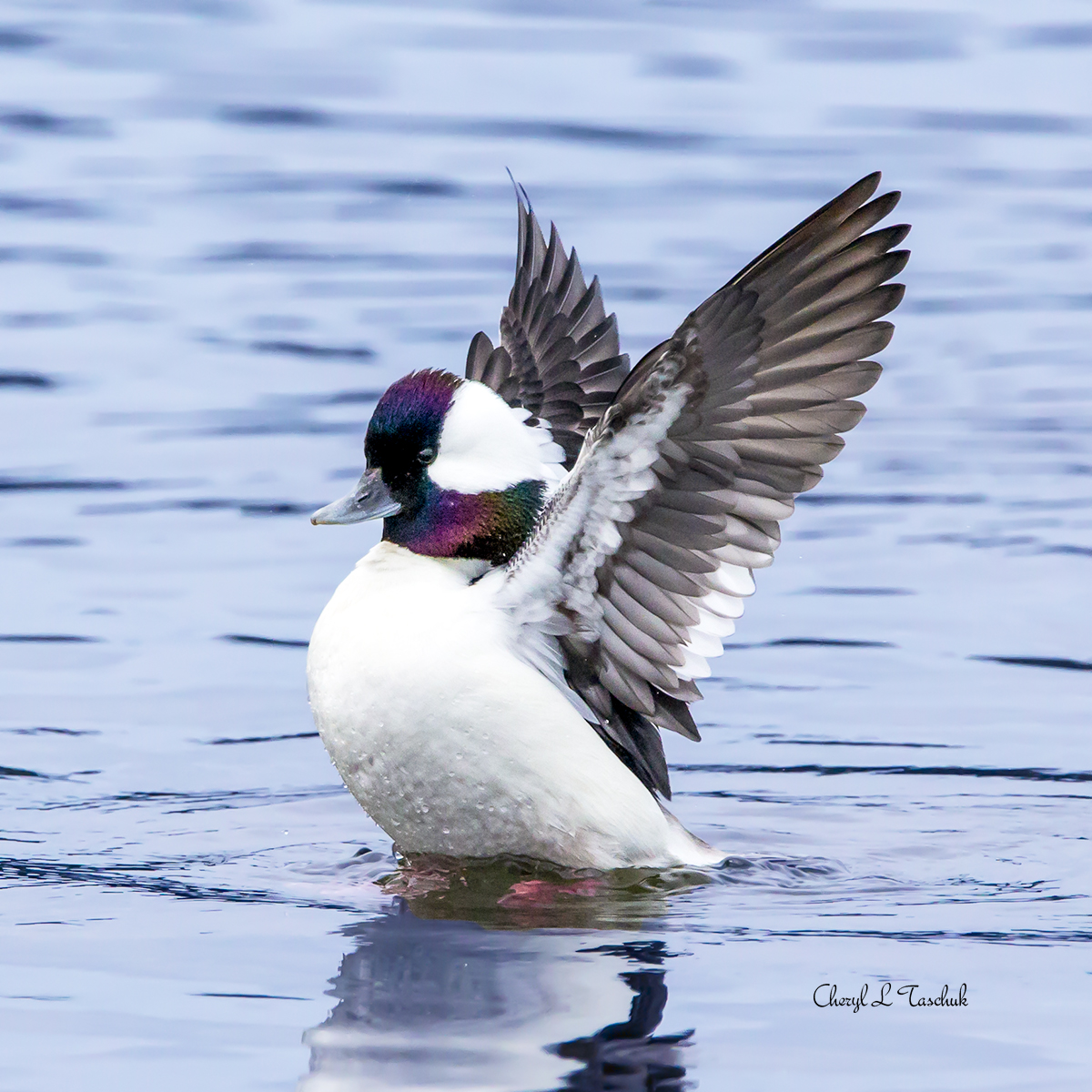 Bufflehead Wings Up