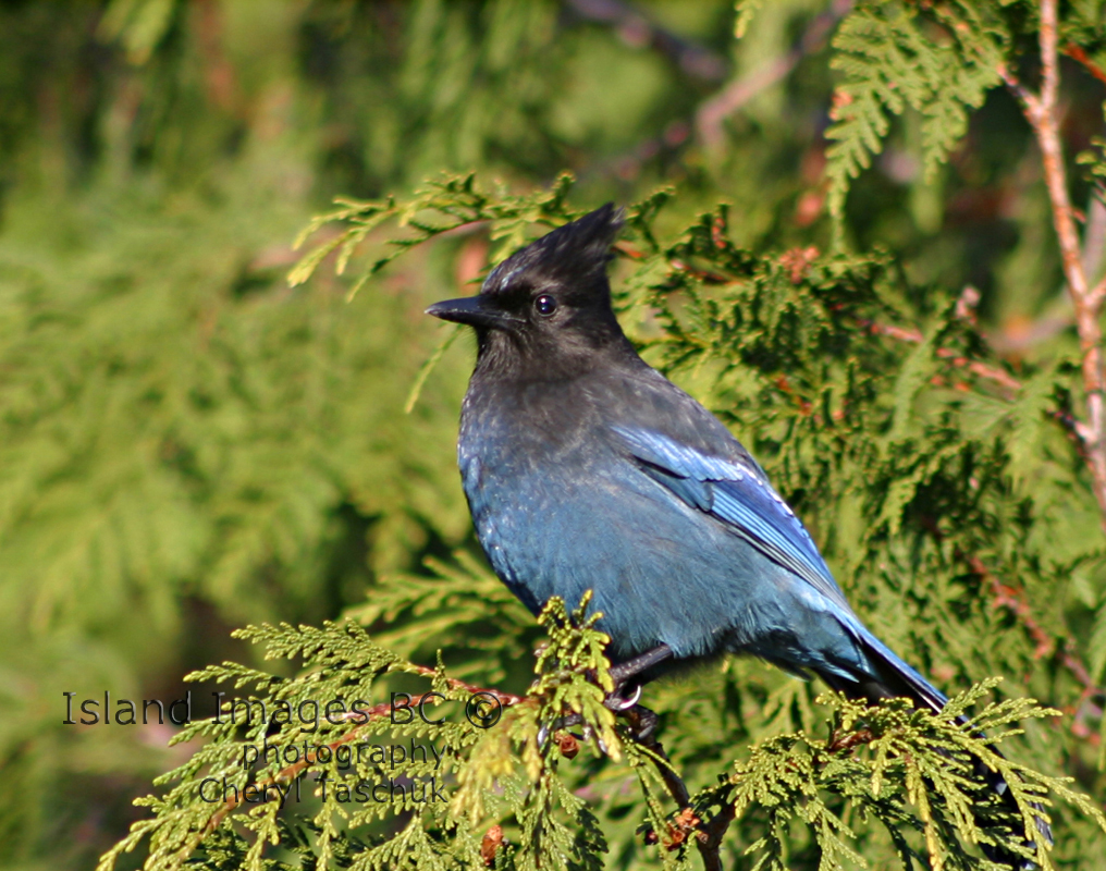Stellars Jay in Tree 3