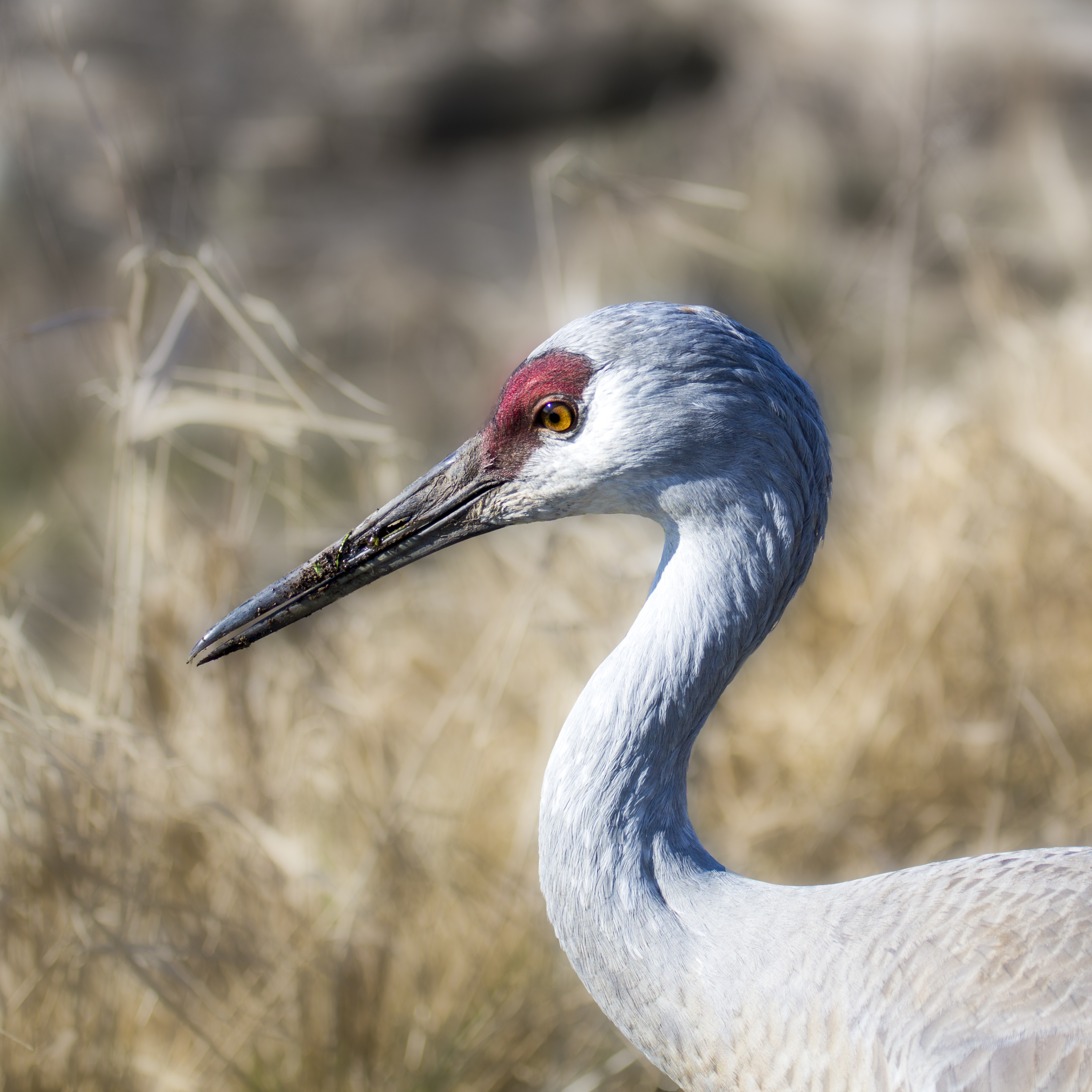Sandhill Crane Headshot