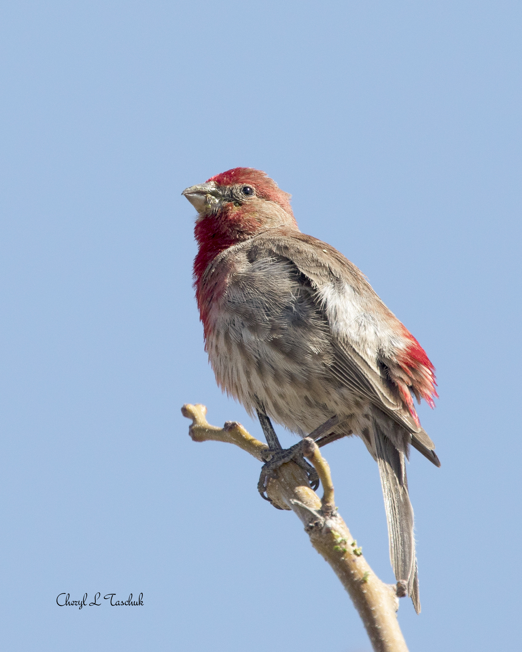 House Finch