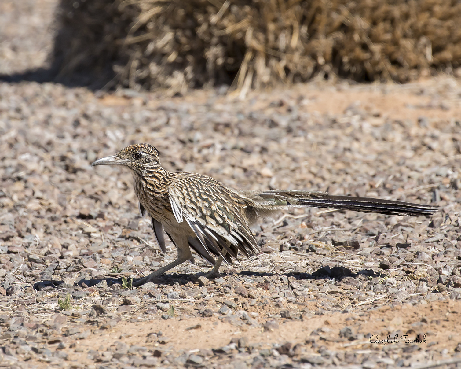 Road Runner on Ground