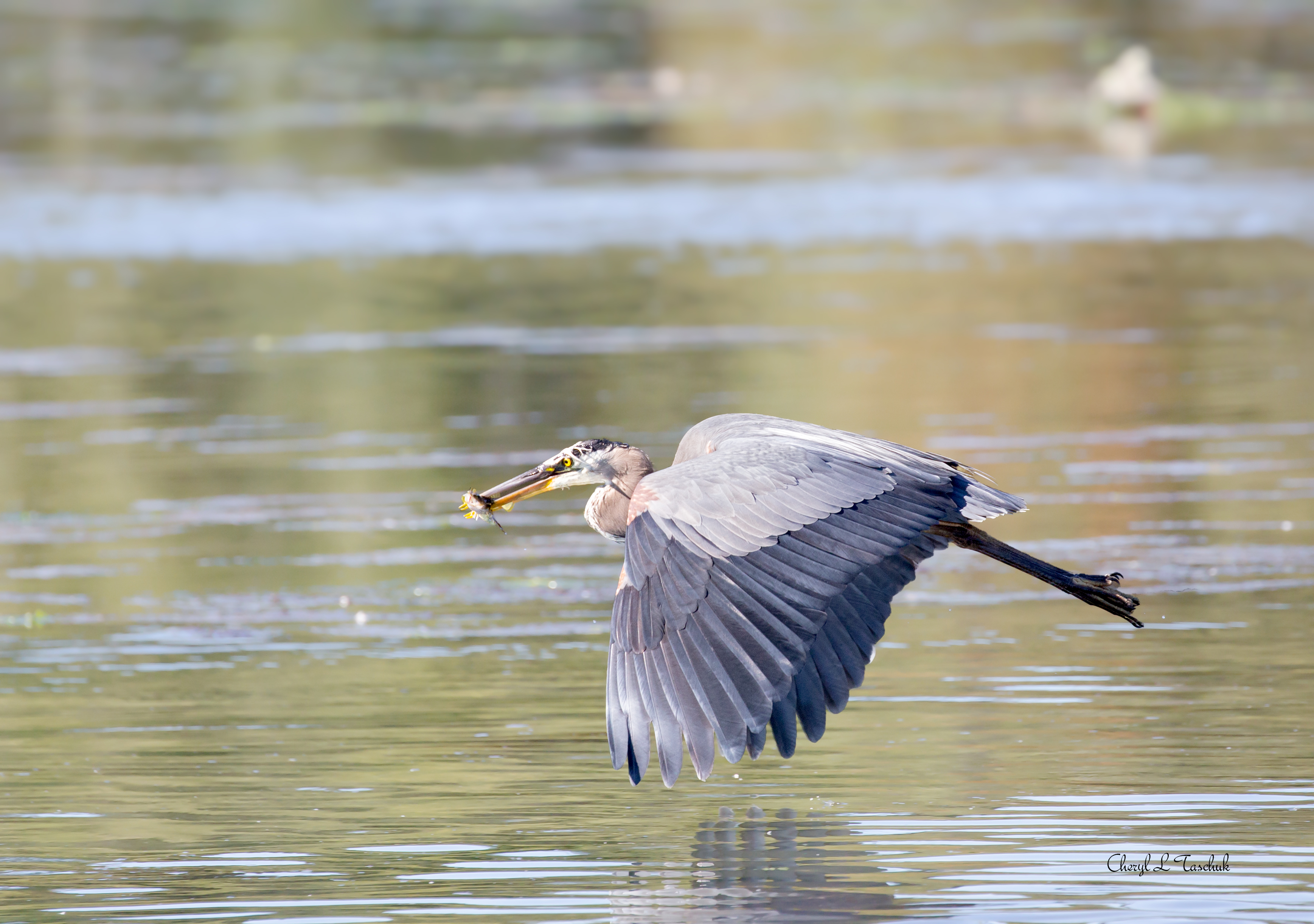Heron in Flight with Fish
