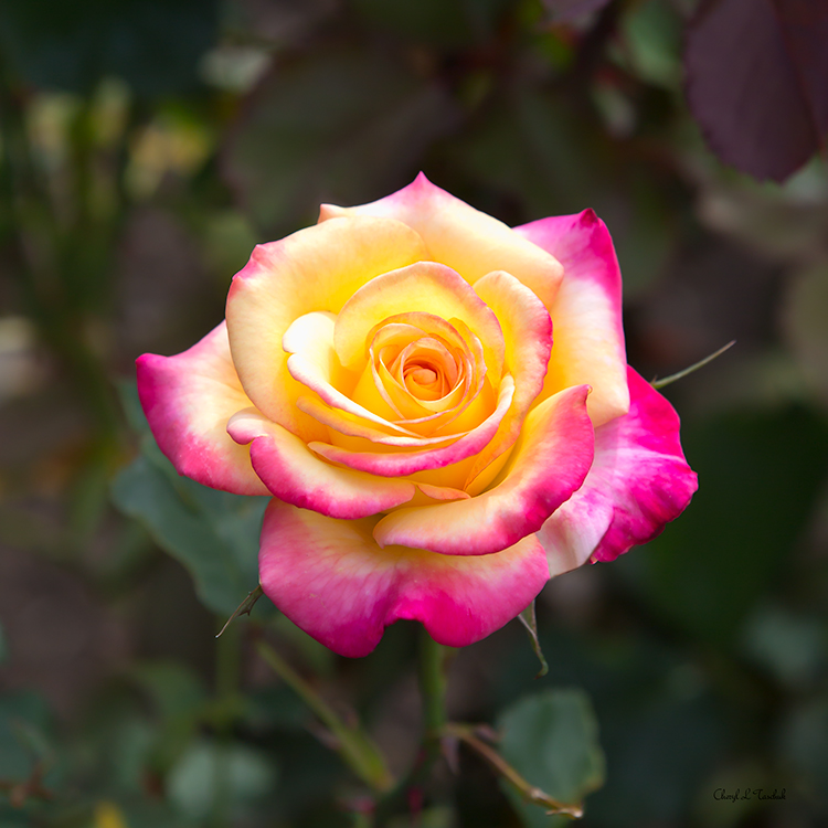 Pink and Yellow Rose