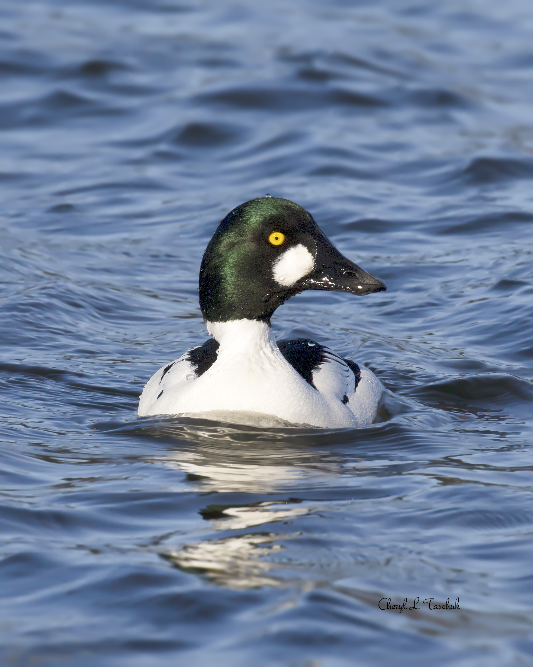 Golden Eye Profile