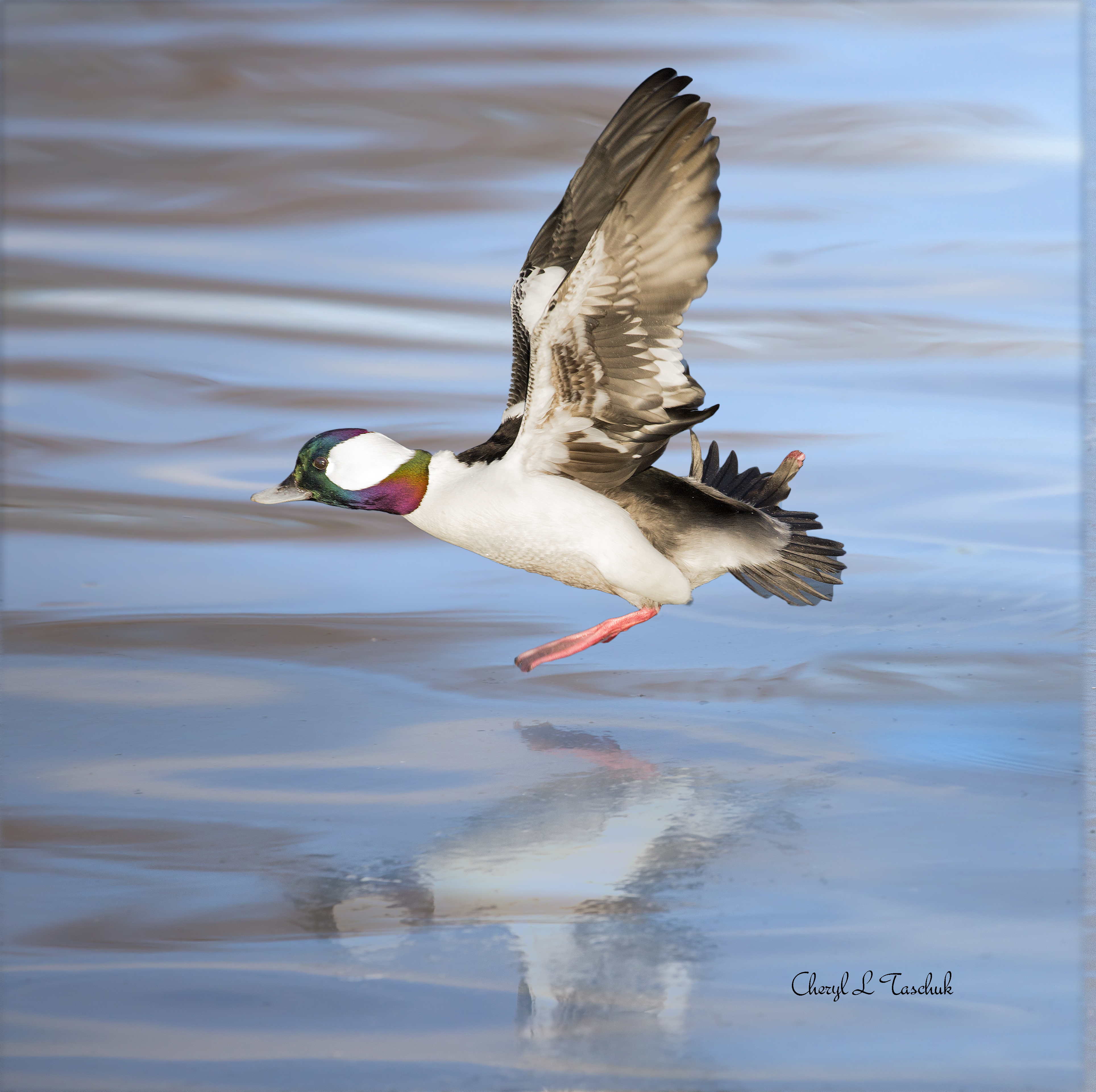 Bufflehead Landing