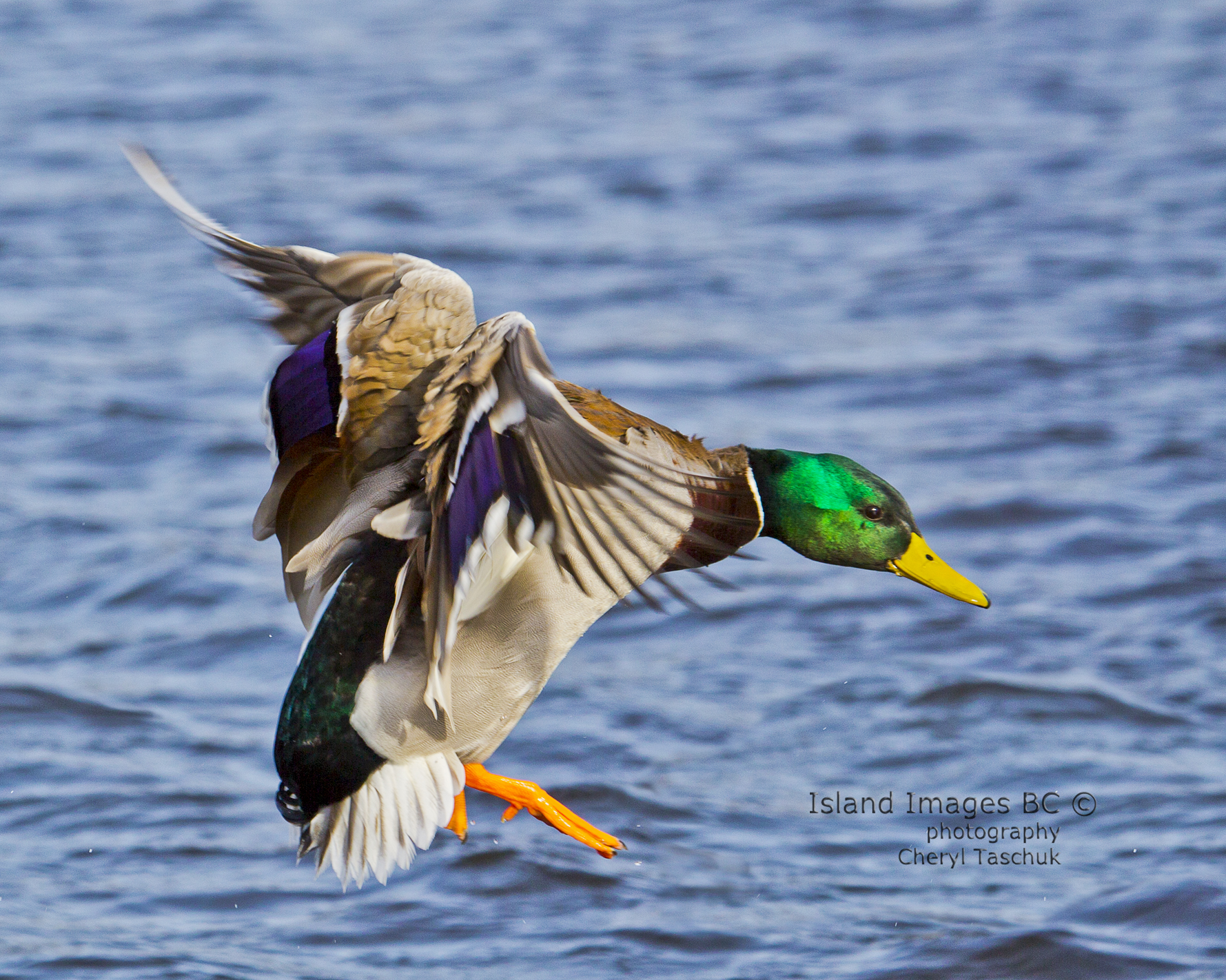 Mallard Landing
