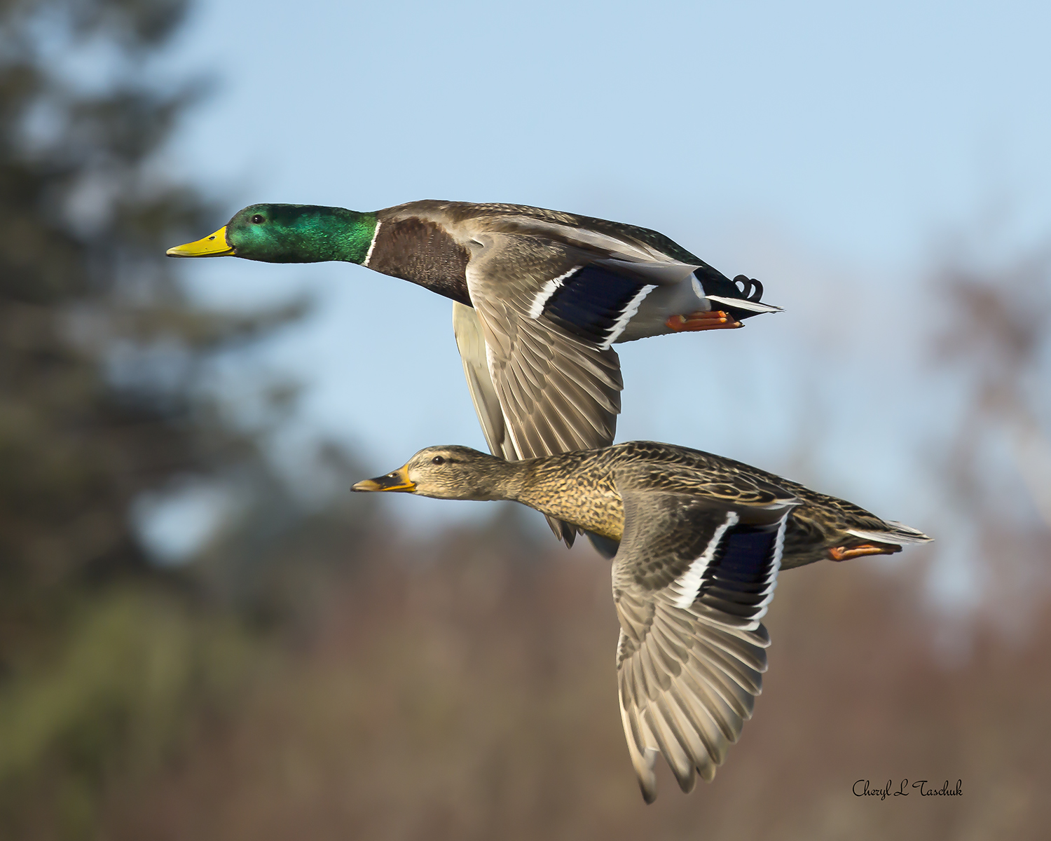 Mallard Pair in Flight
