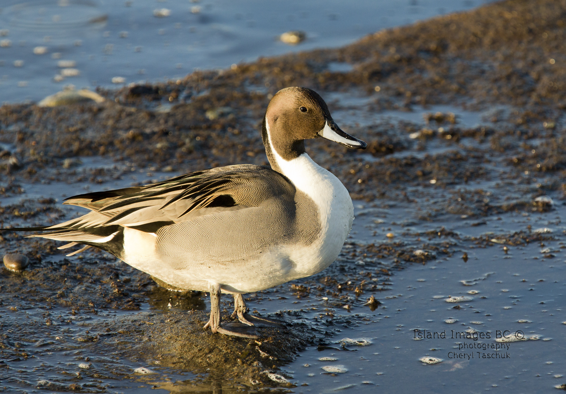 Pintail Duck