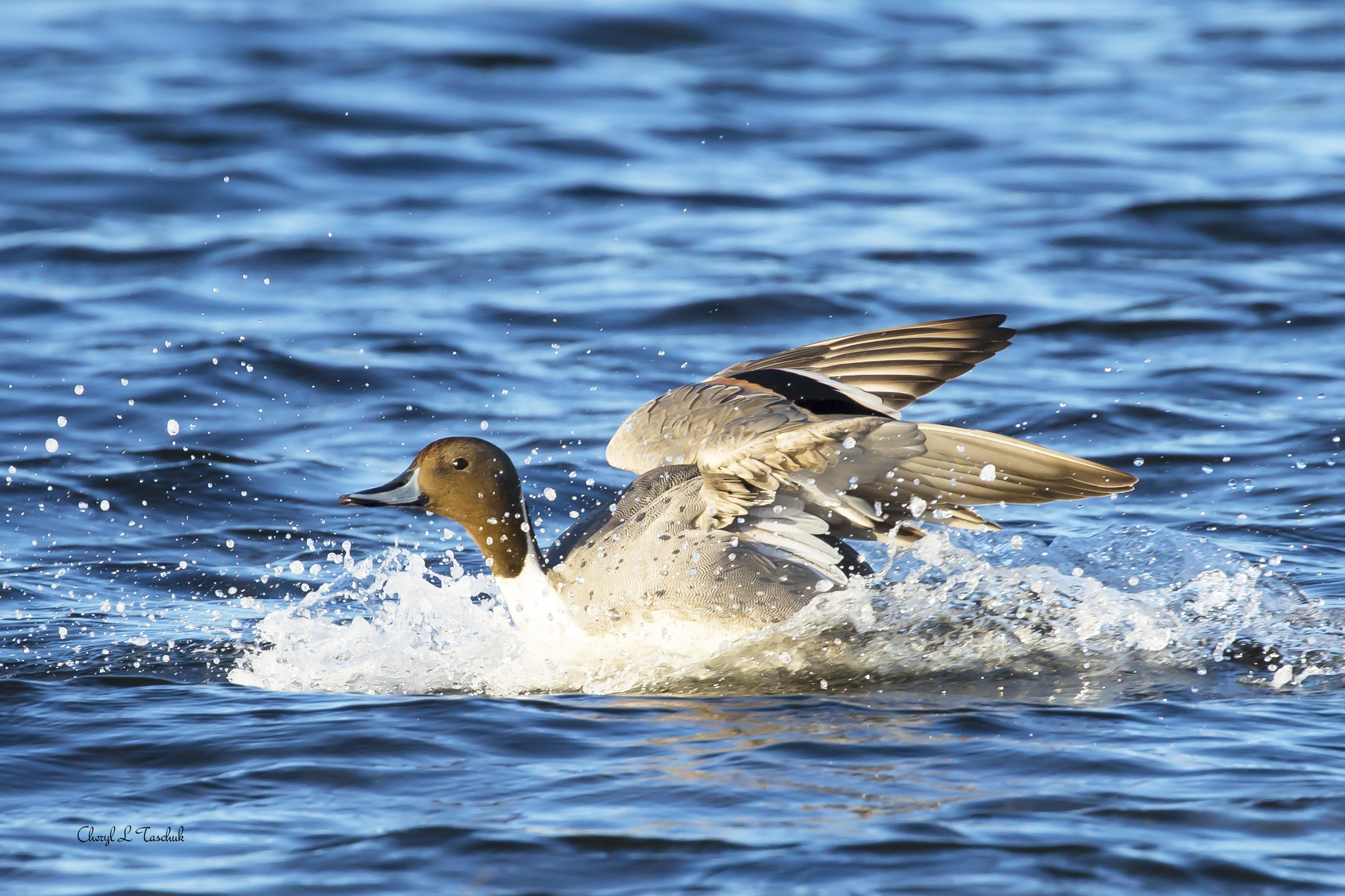 Pintail Duck Landing
