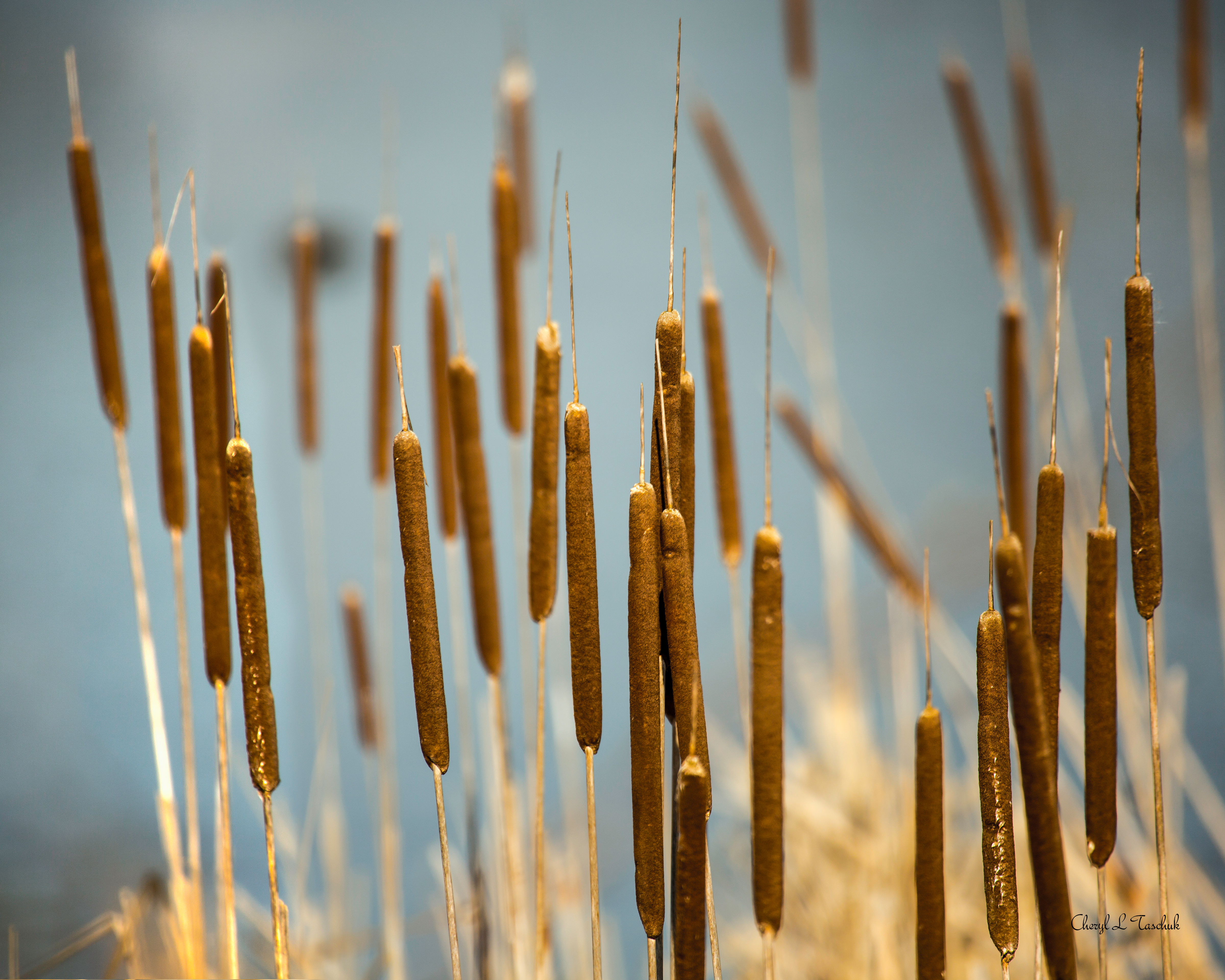 Cat Tails