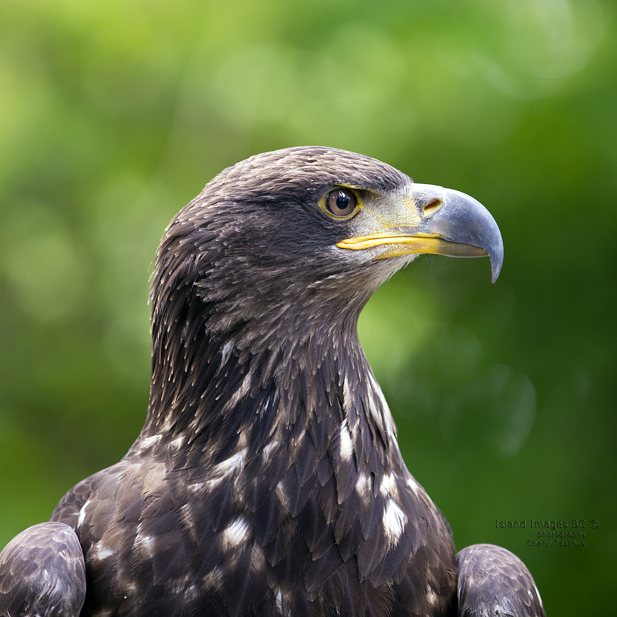 Golden Eagle Profile