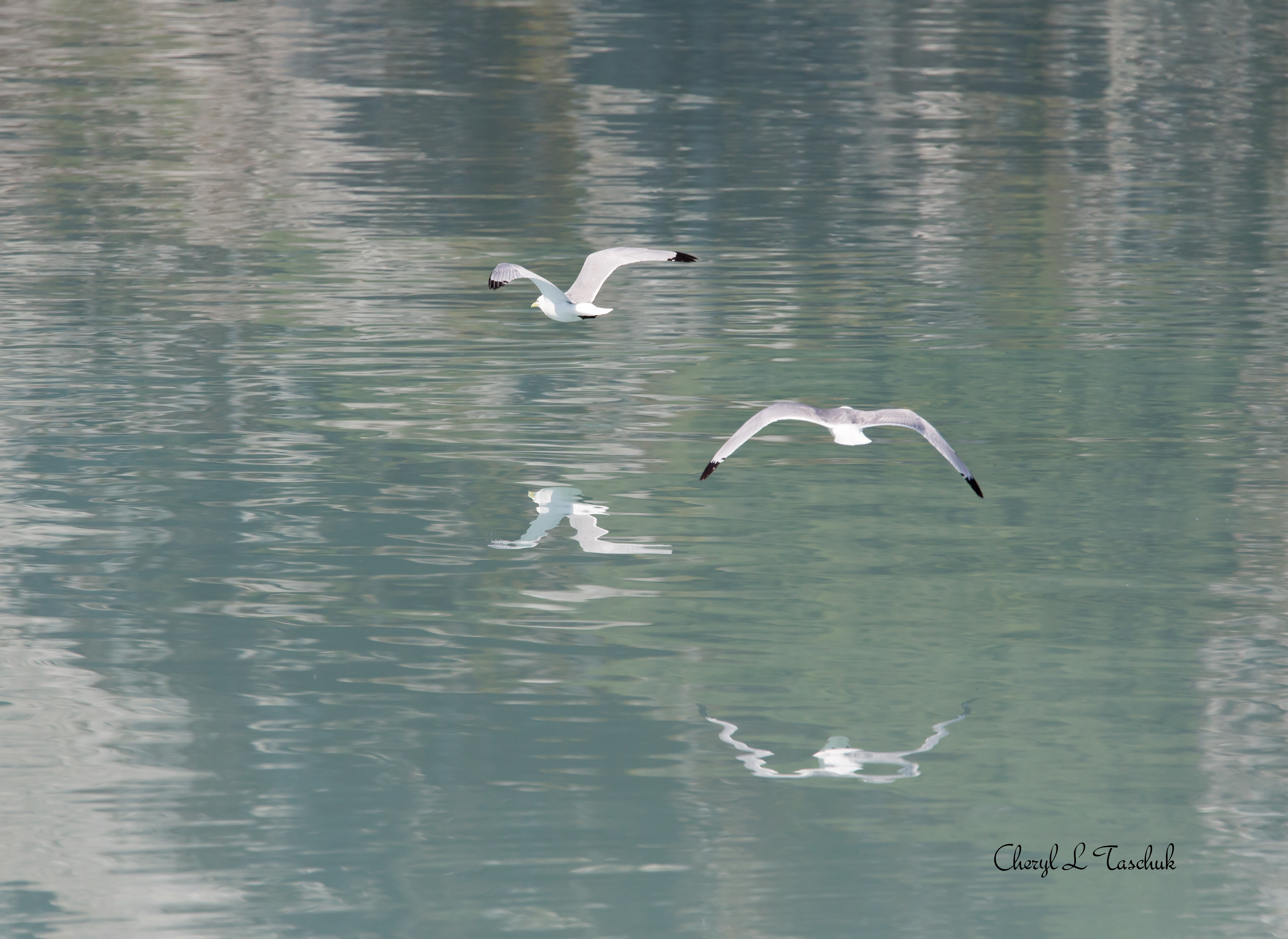 BI-Gulls Flying in Alaska