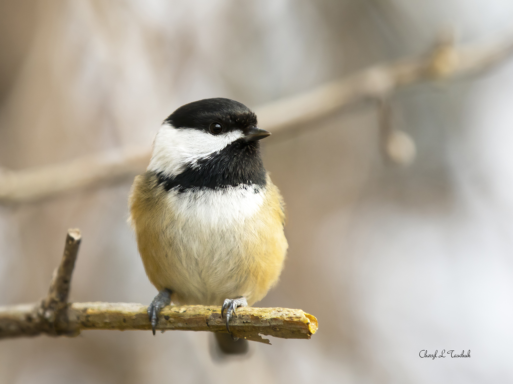 Chickadee