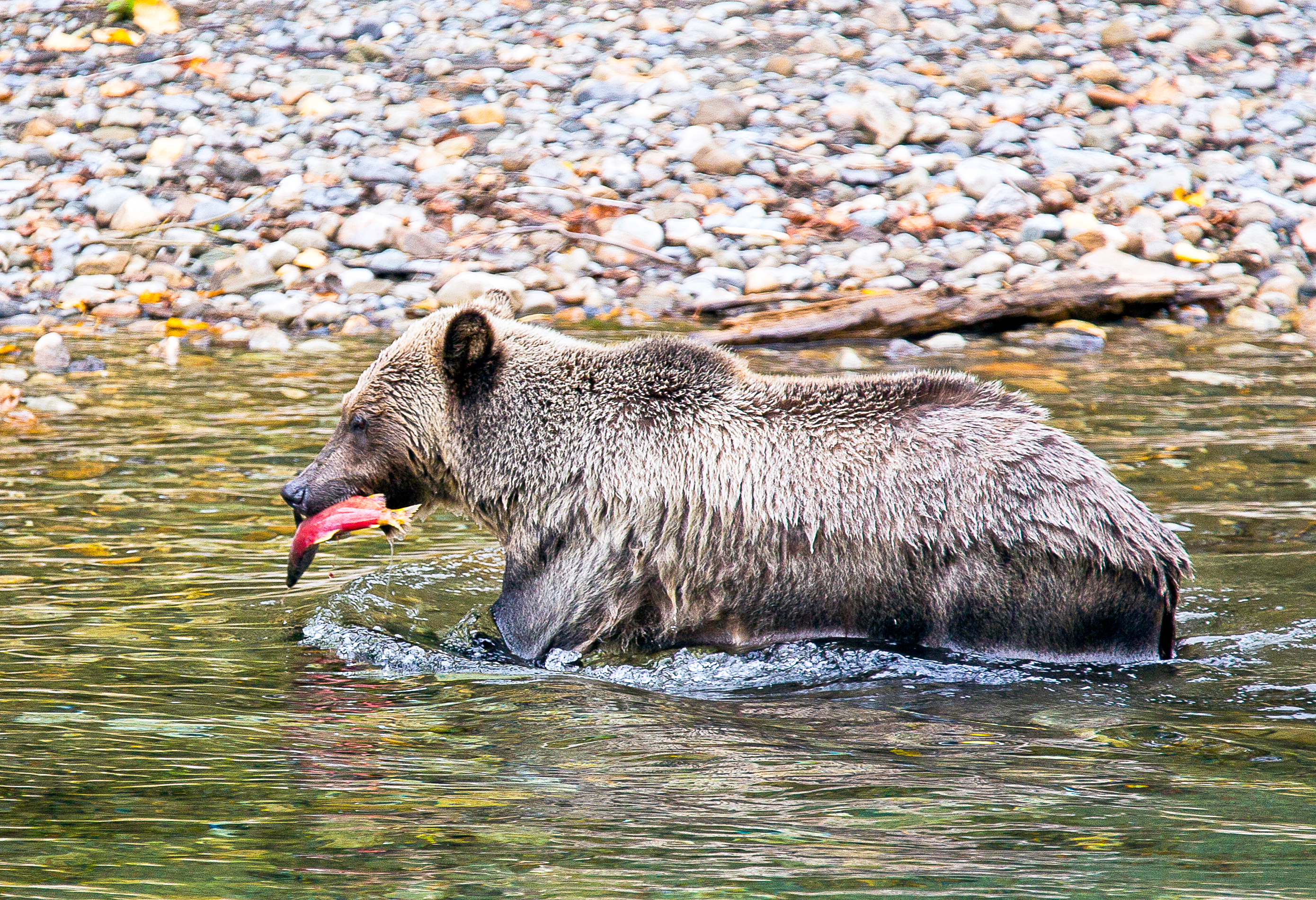 Grizzly in River with Fish
