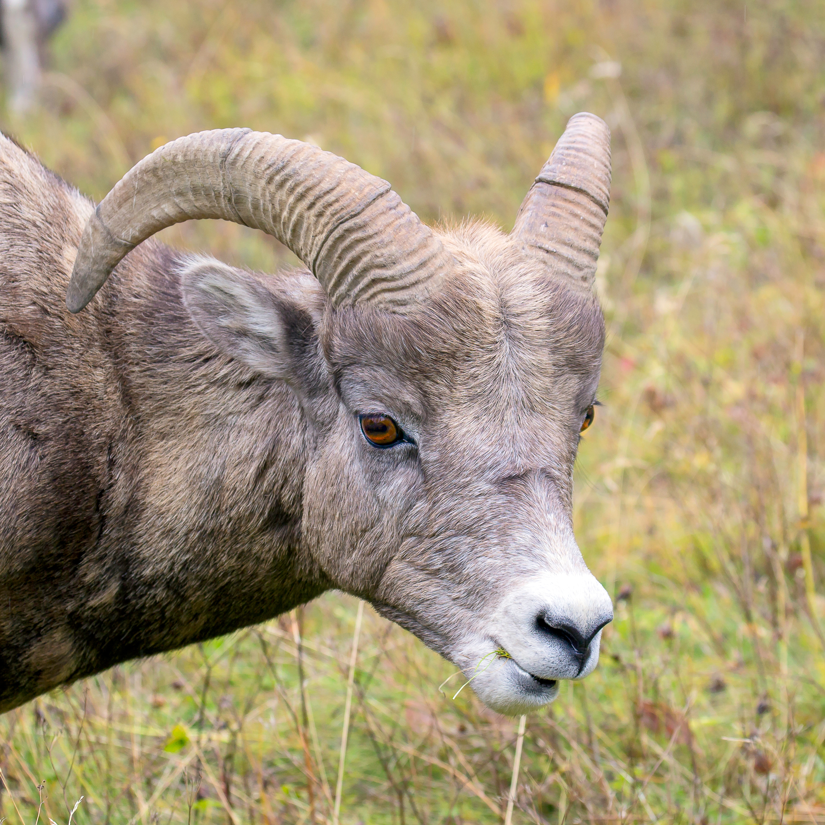 Mountain Sheep Headshot