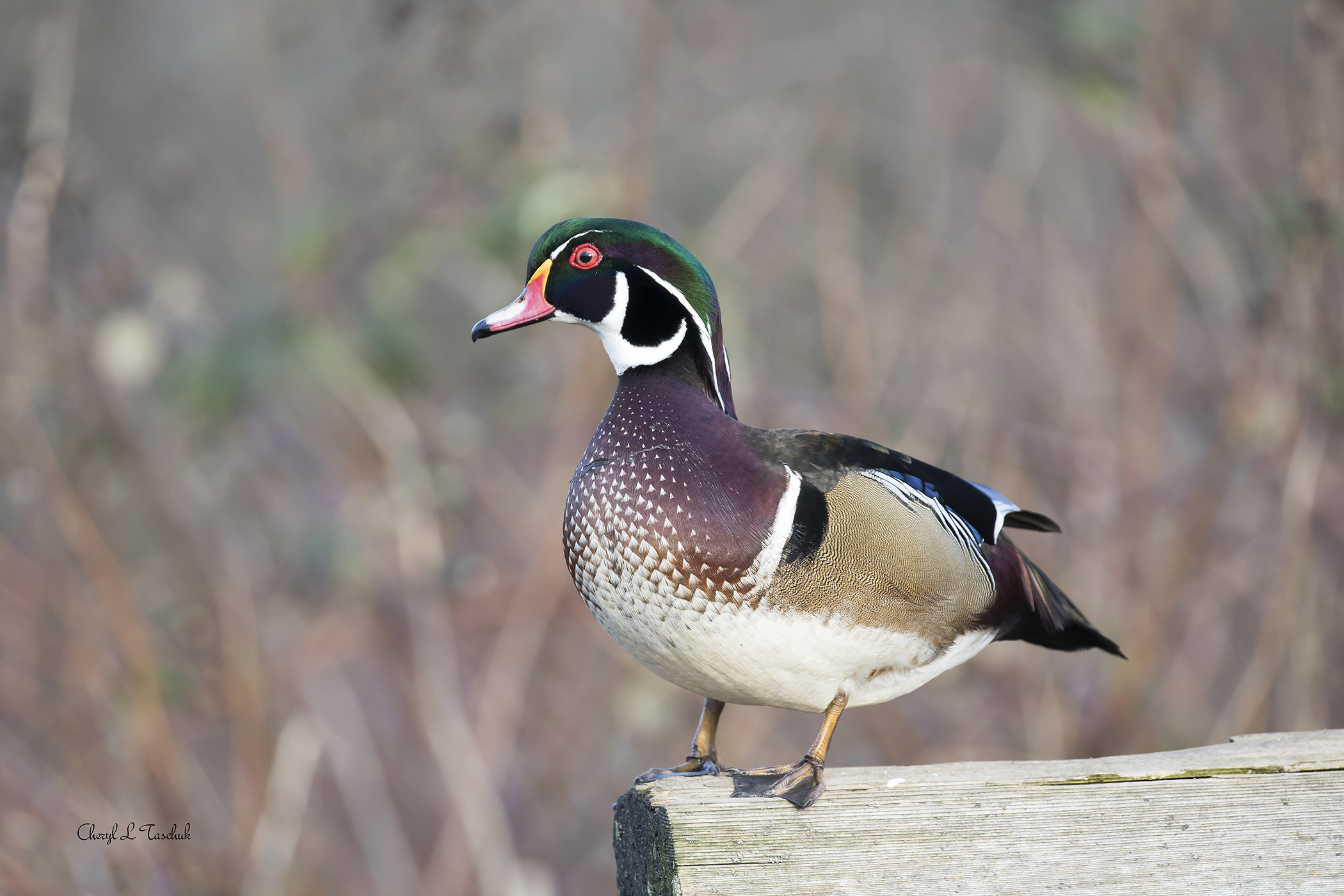 Wood Duck on Fence