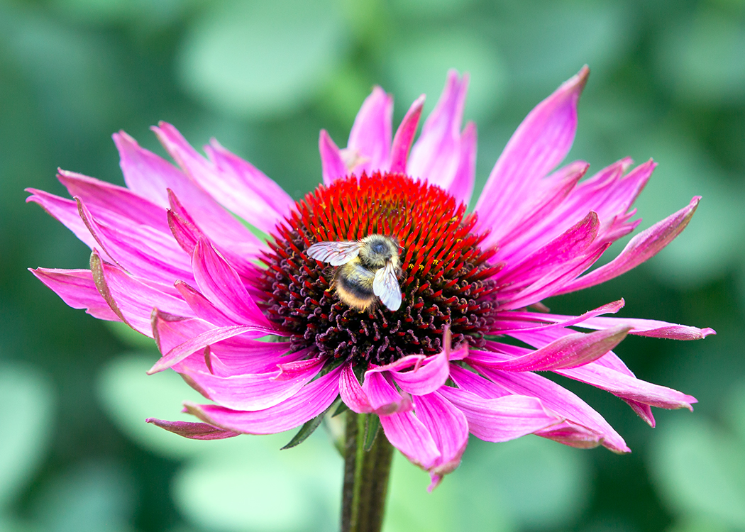 Bee on Echinacea