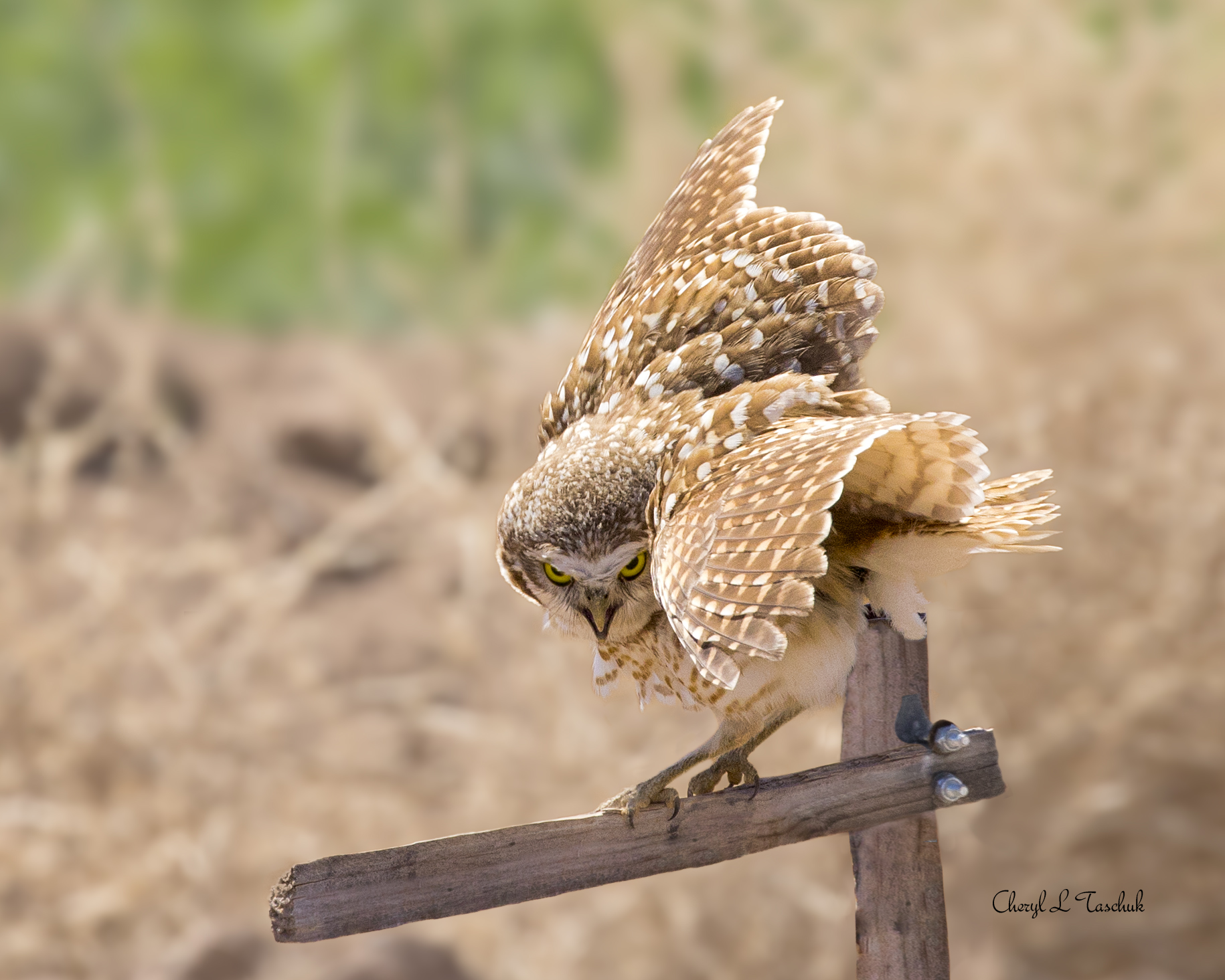 Burrowing Owl on Post 1