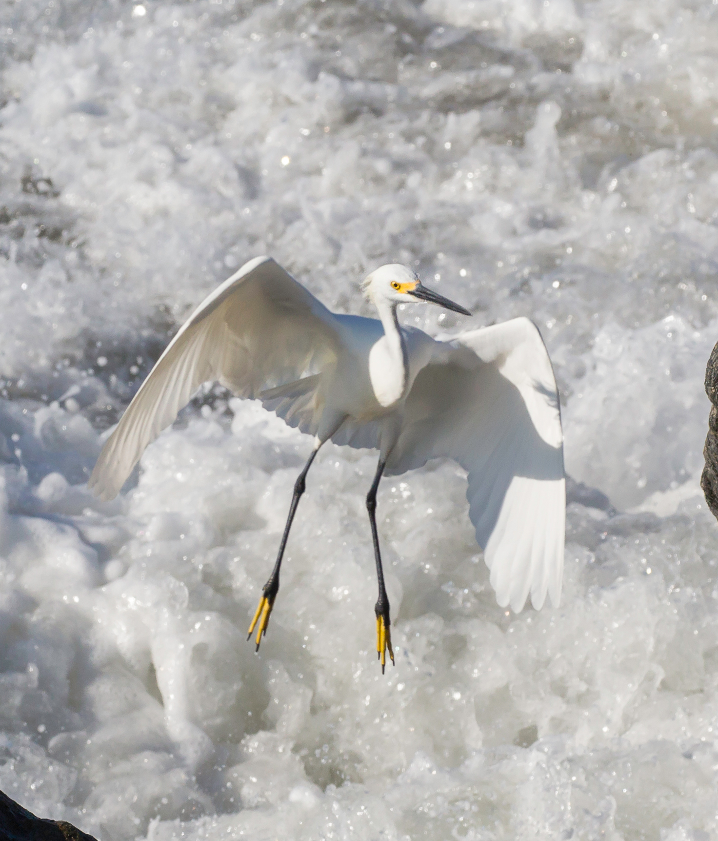 Egret Landing