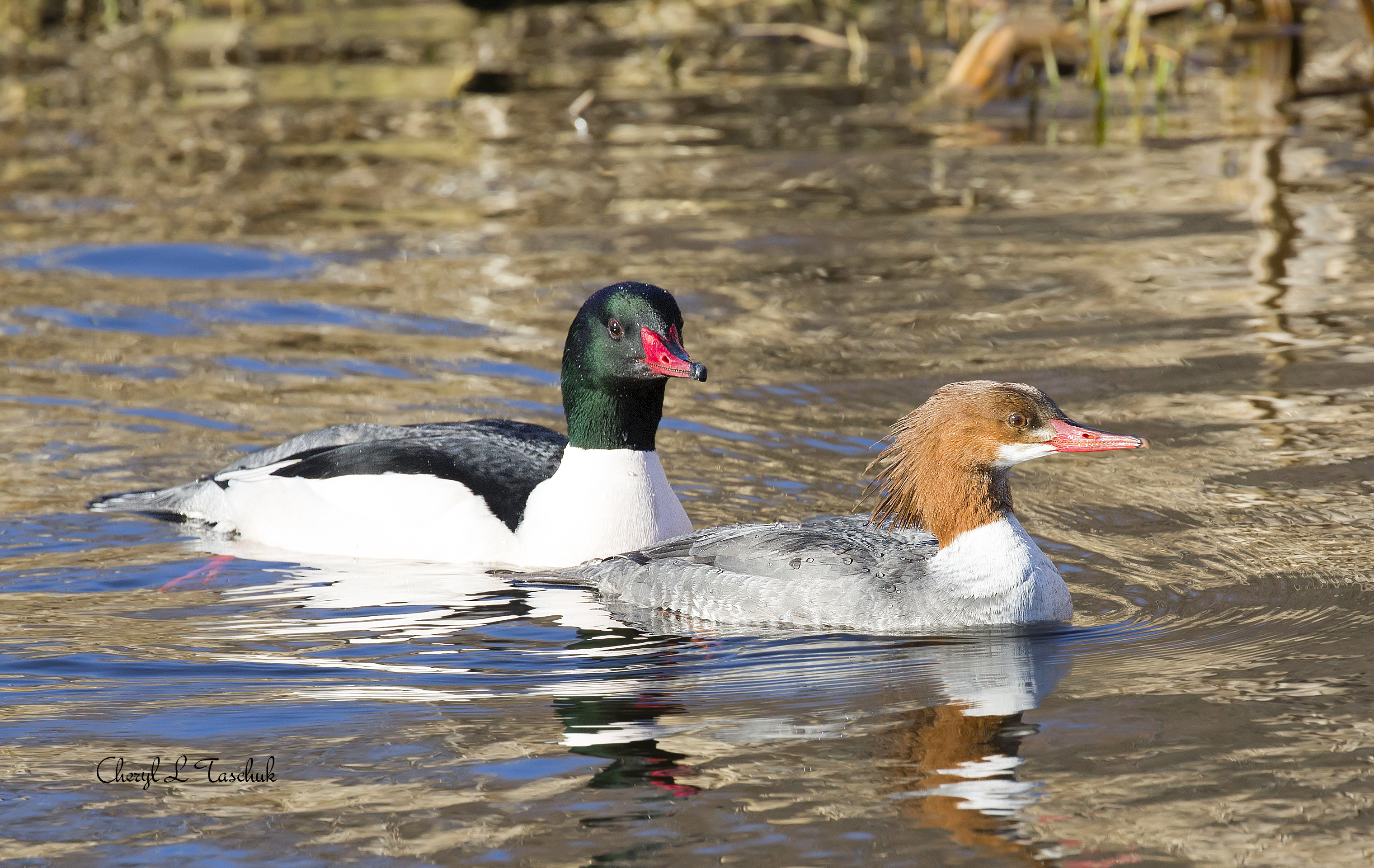 Common Merganser-Female and Male